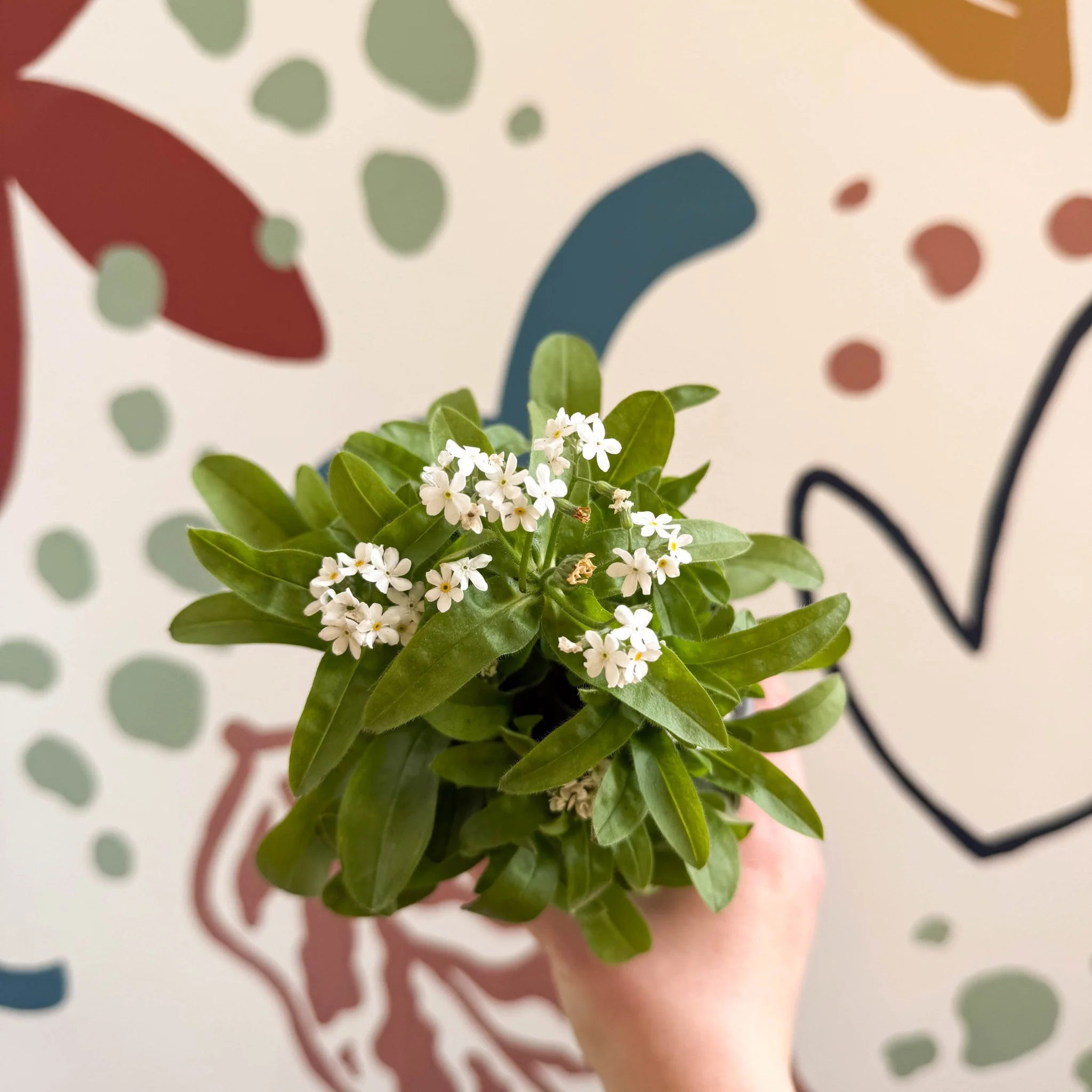 Myosotis sylvatica 'Mon Amie White' - White Forget-me-not - Image 2