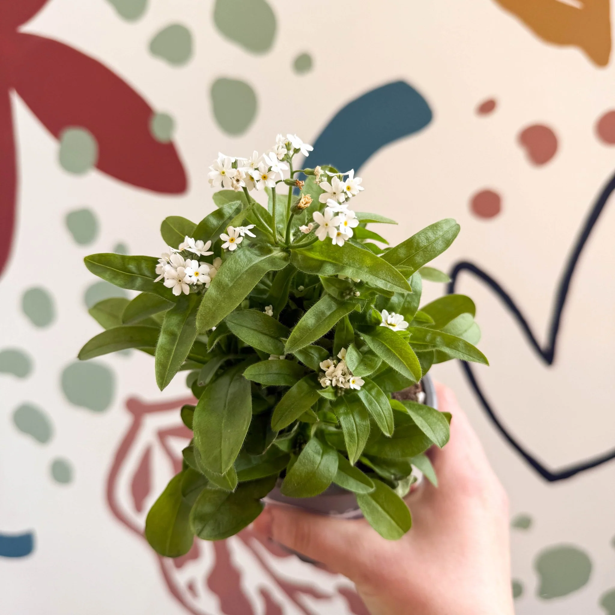 Myosotis sylvatica 'Mon Amie White' - White Forget-me-not - Image 3