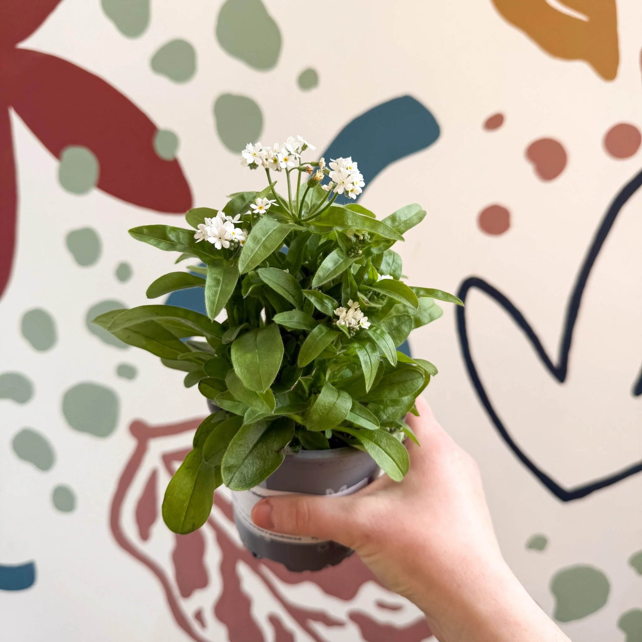 Myosotis sylvatica 'Mon Amie White' - White Forget-me-not - Image 4
