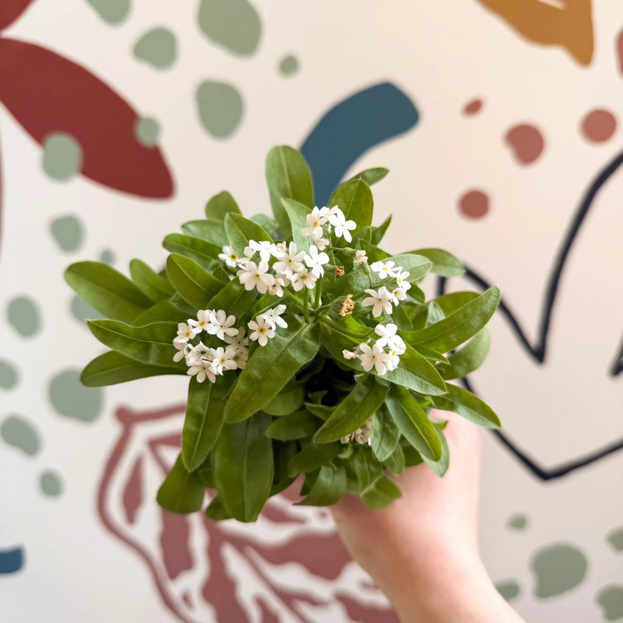 Myosotis sylvatica 'Mon Amie White' - White Forget-me-not - Image 5
