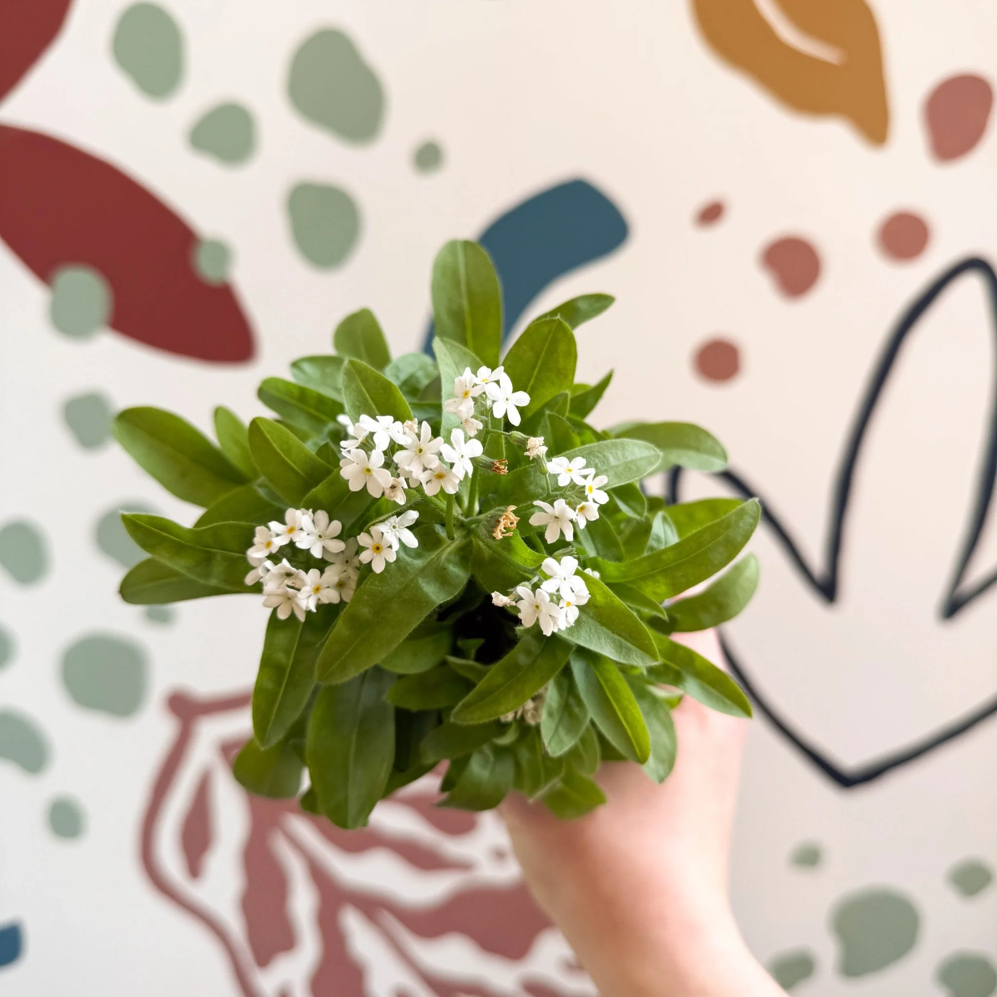 Myosotis sylvatica 'Mon Amie White' - White Forget-me-not - Image 6