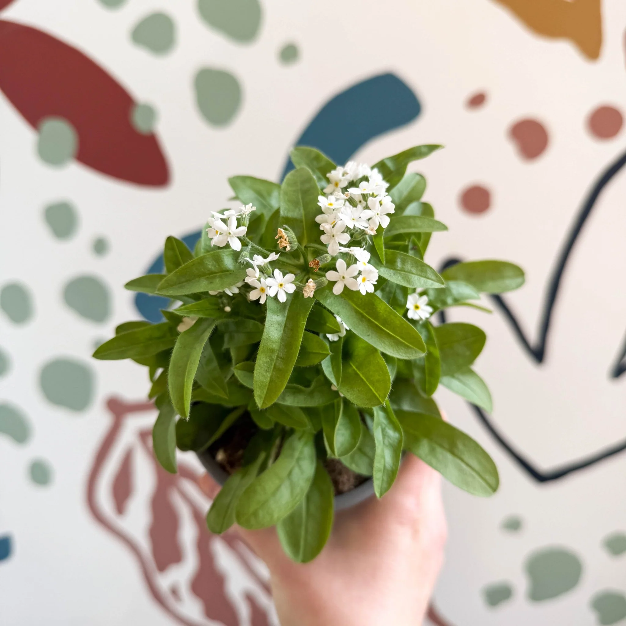 Myosotis sylvatica 'Mon Amie White' - White Forget-me-not - Image 7