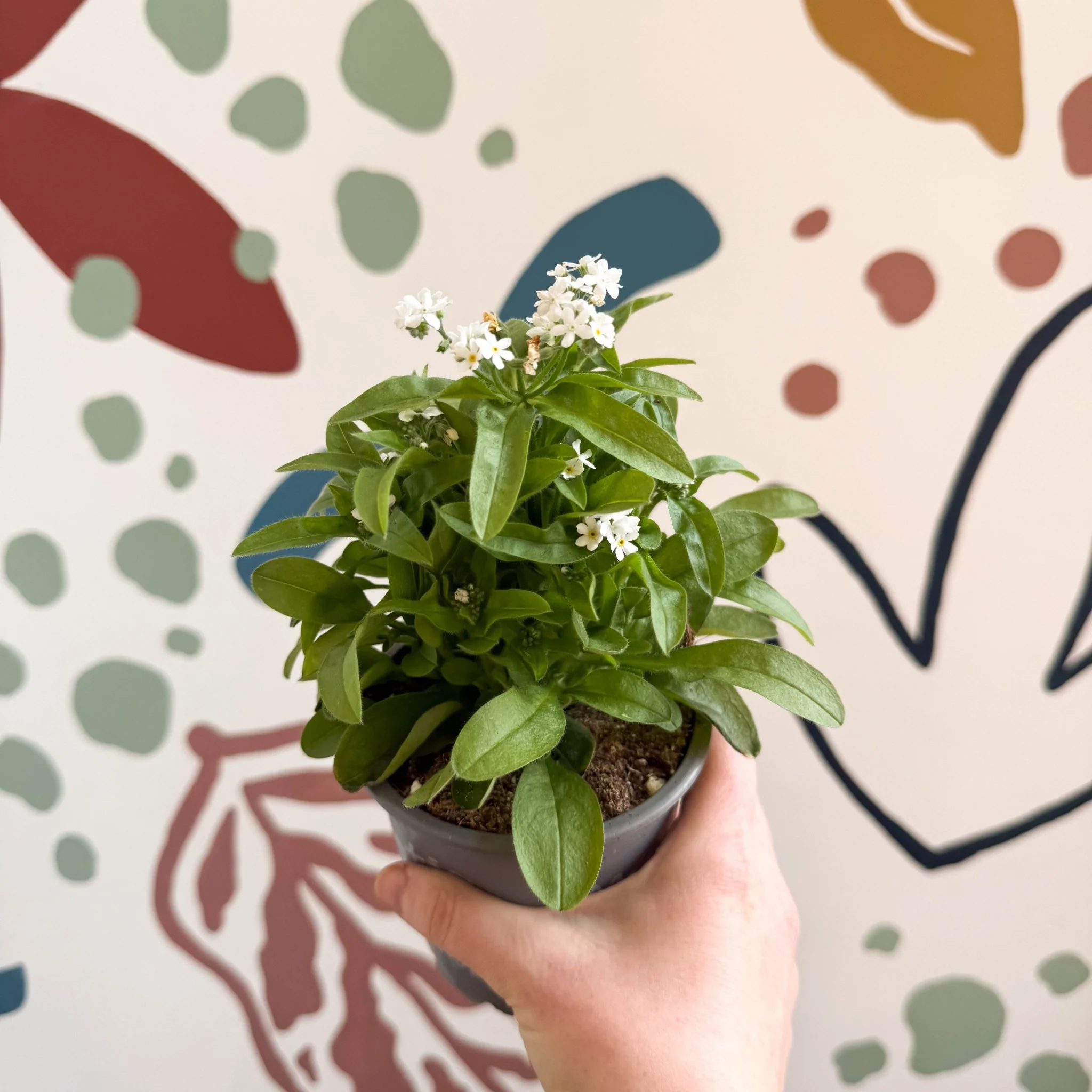 Myosotis sylvatica 'Mon Amie White' - White Forget-me-not - Image 8