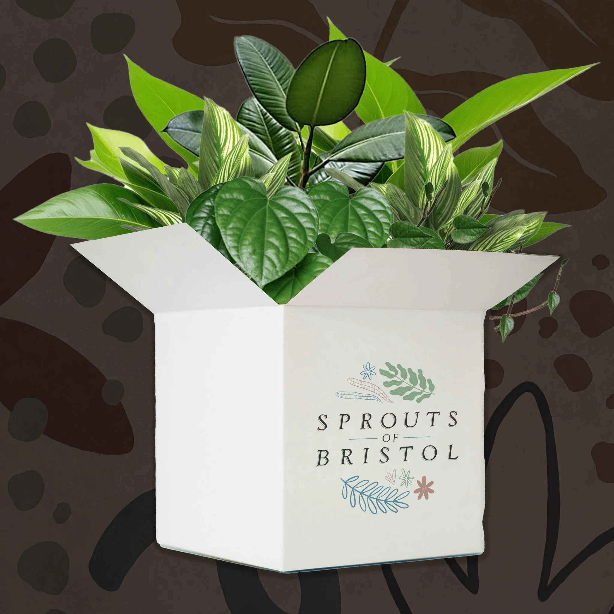 Mystery Plant Bundle | Subscription Available | Plant Lucky Dip Gift Set