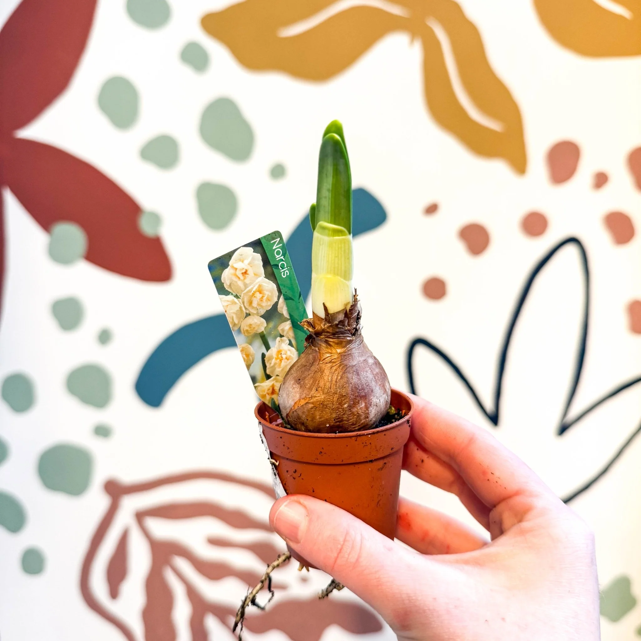 Narcissus ‘Abba’ - Potted Miniature Daffodil Bulbs - Image 10