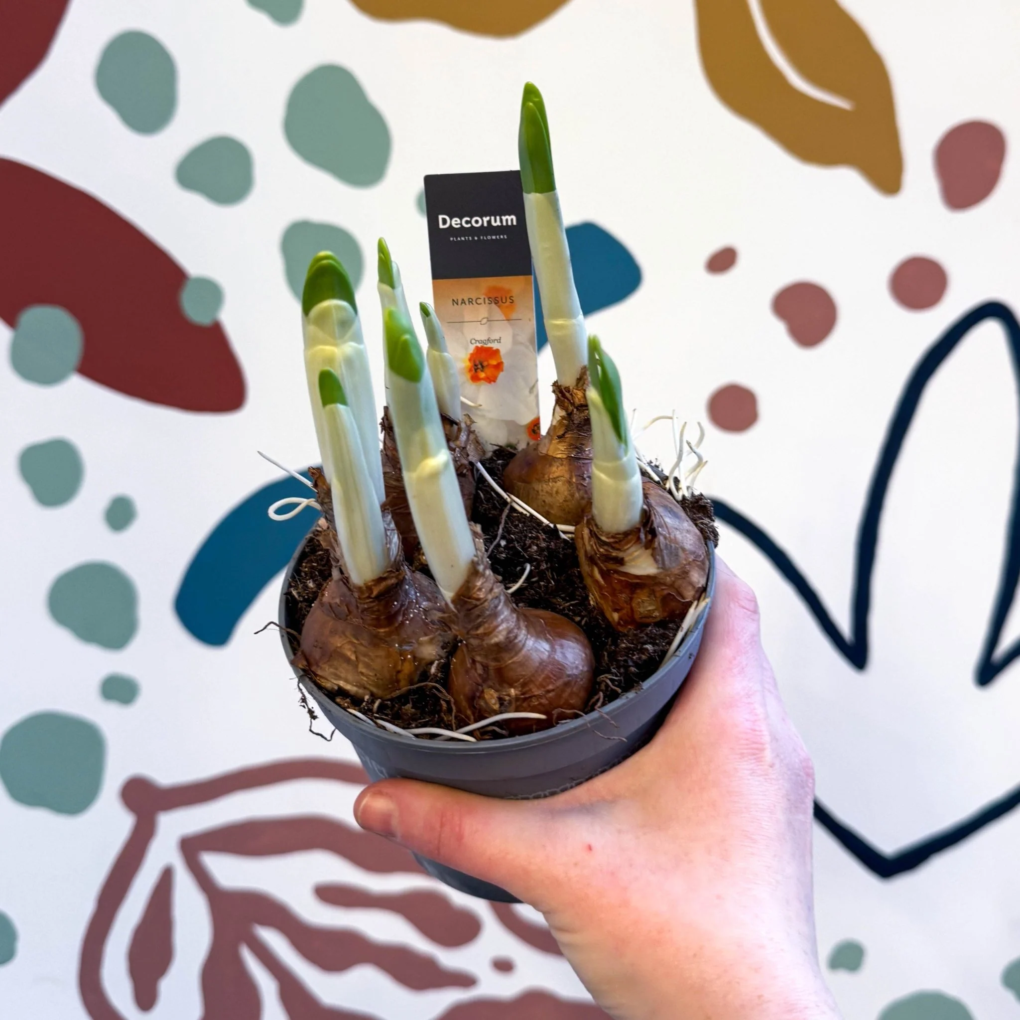Narcissus ‘Cragford’ - Potted Daffodils
