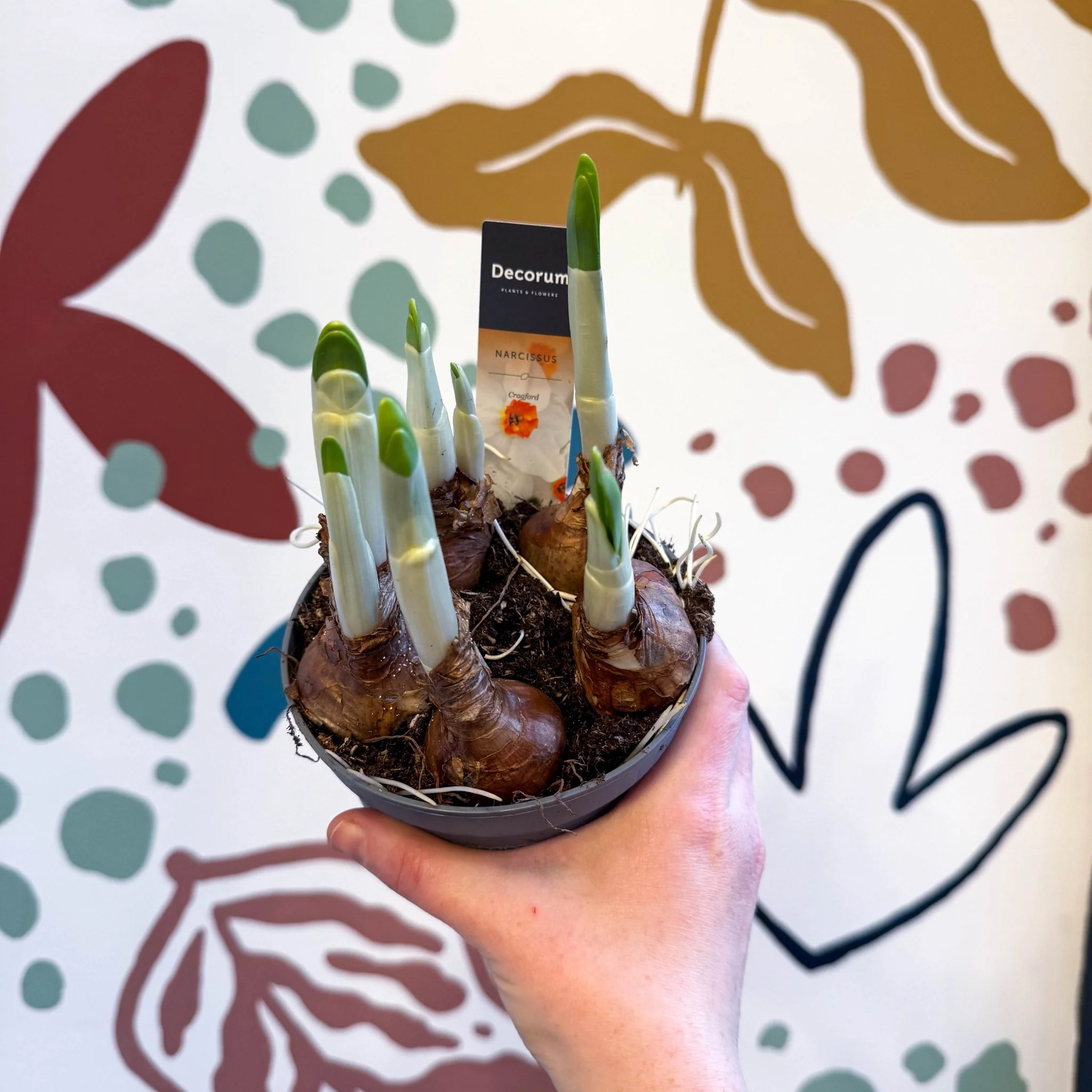 Narcissus ‘Cragford’ - Potted Daffodils - Image 10