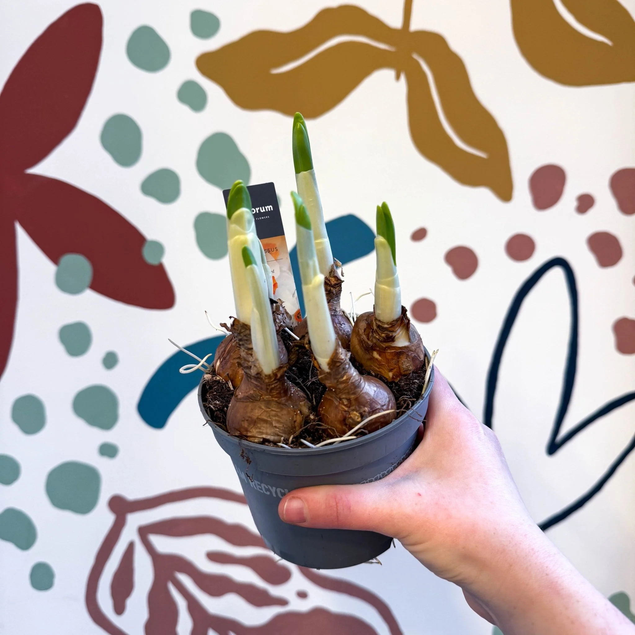Narcissus ‘Cragford’ - Potted Daffodils - Image 2