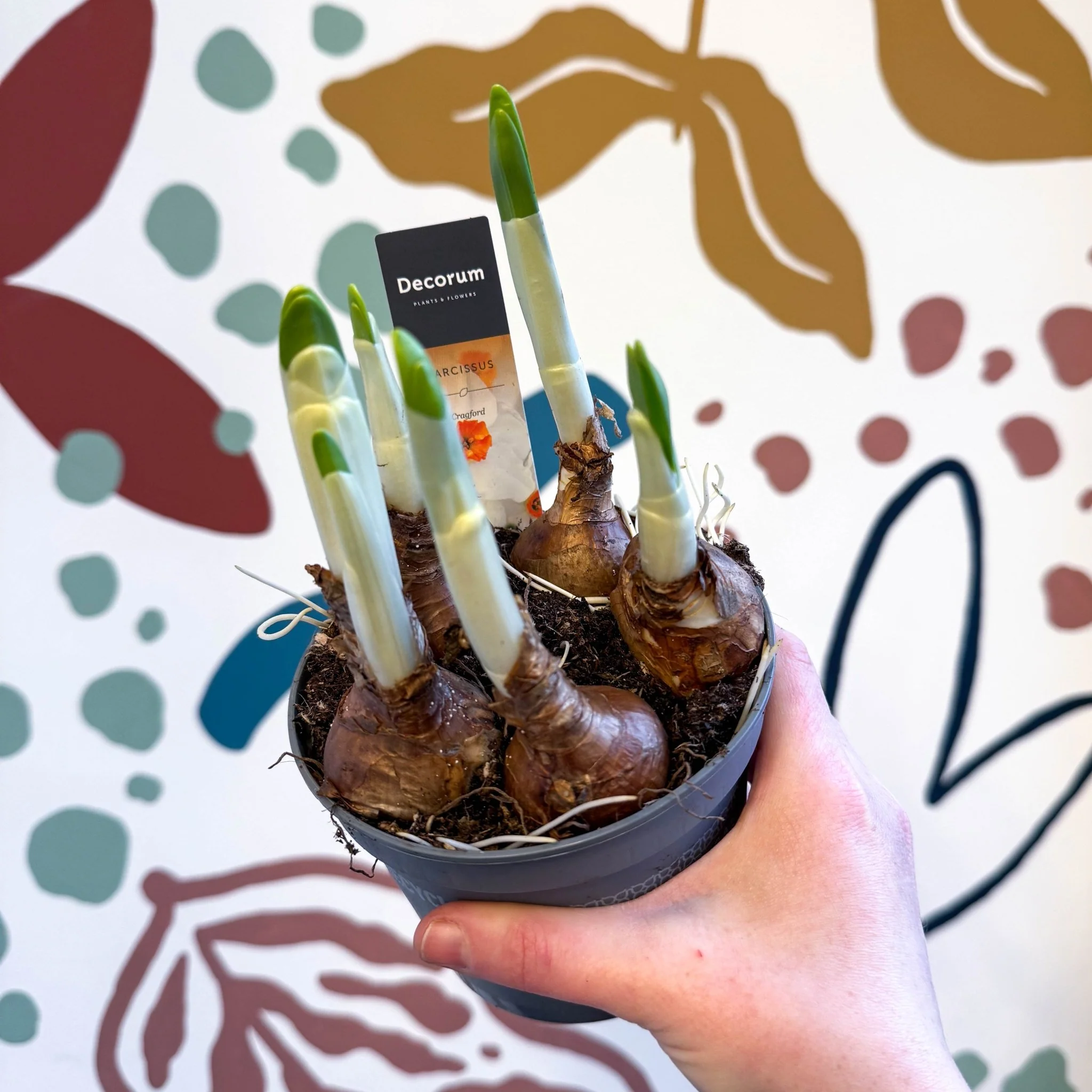 Narcissus ‘Cragford’ - Potted Daffodils - Image 6