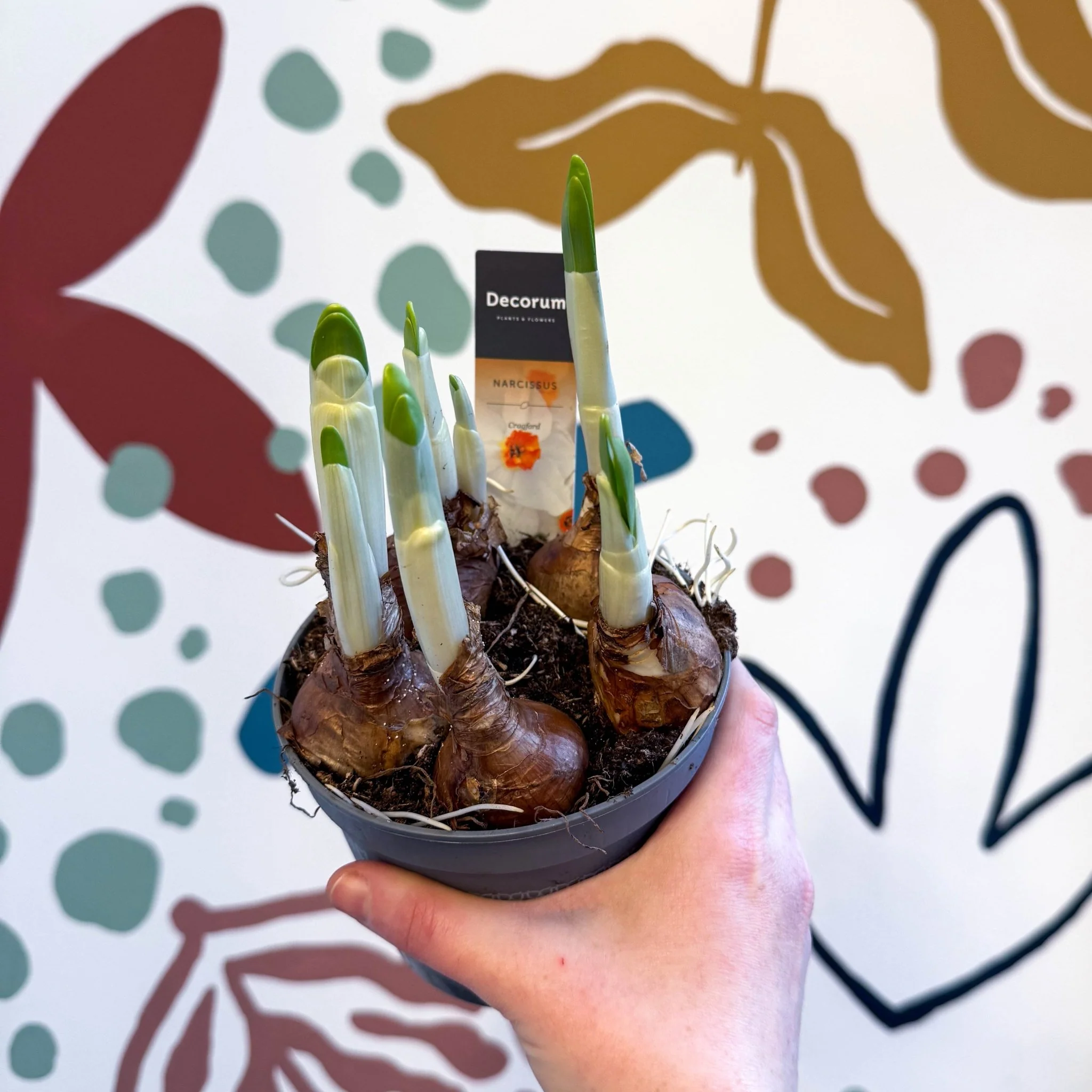 Narcissus ‘Cragford’ - Potted Daffodils - Image 8