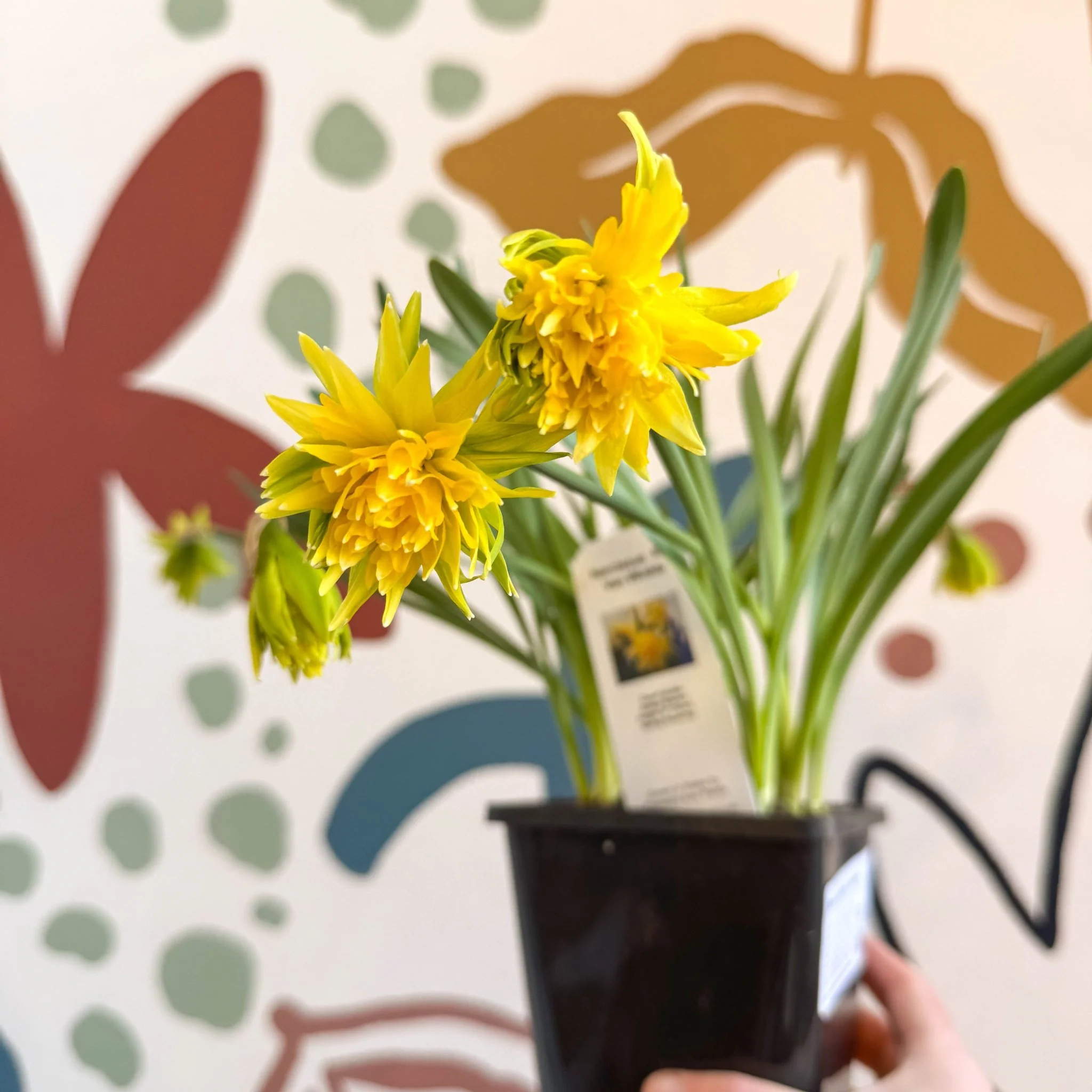 Narcissus ‘Rip Van Winkle’ - Potted Daffodils