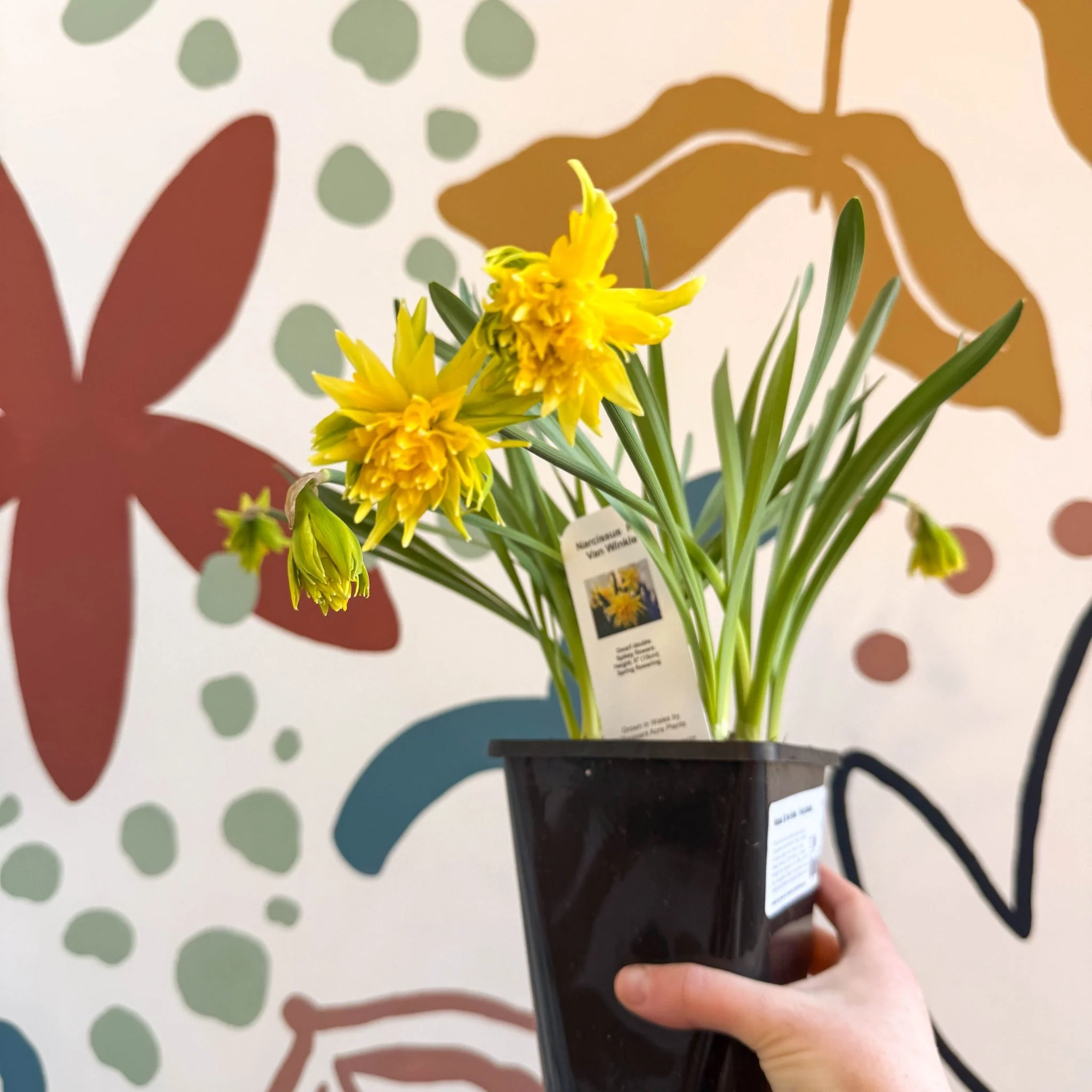 Narcissus ‘Rip Van Winkle’ - Potted Daffodils - Image 3