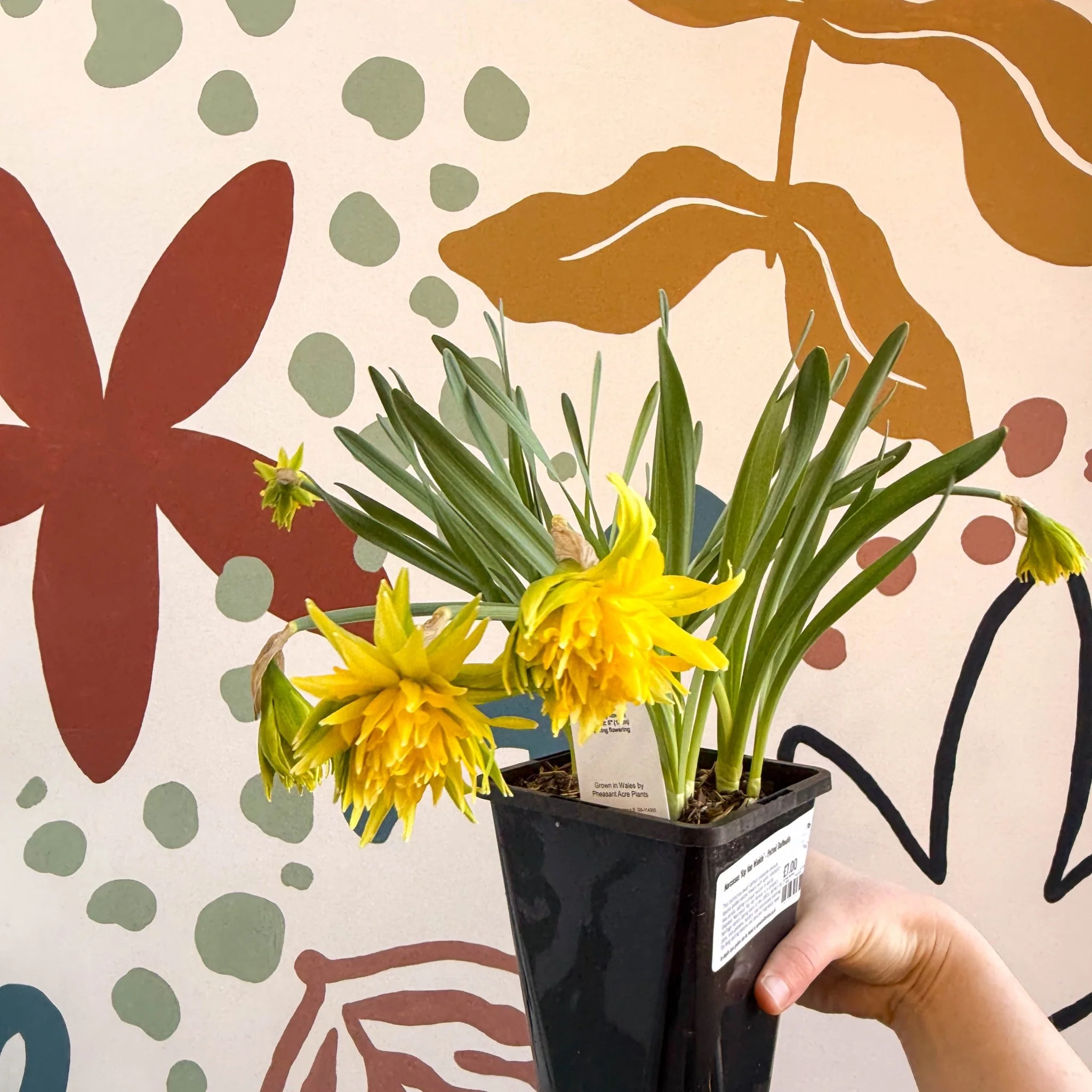 Narcissus ‘Rip Van Winkle’ - Potted Daffodils - Image 4