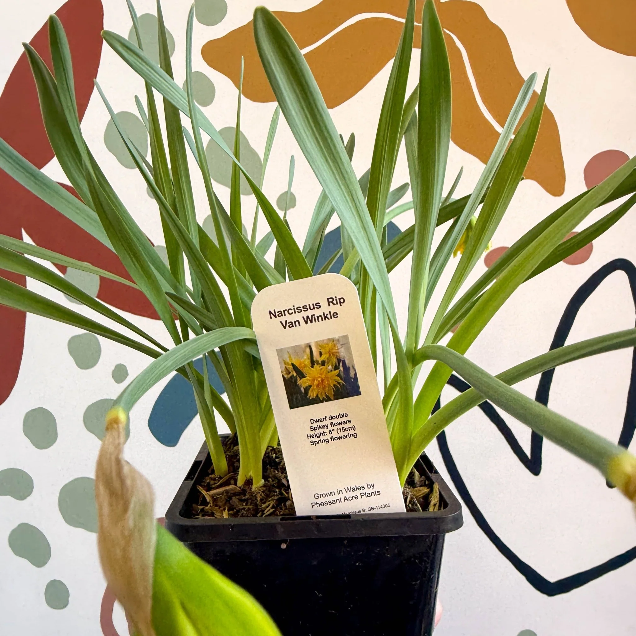 Narcissus ‘Rip Van Winkle’ - Potted Daffodils - Image 5