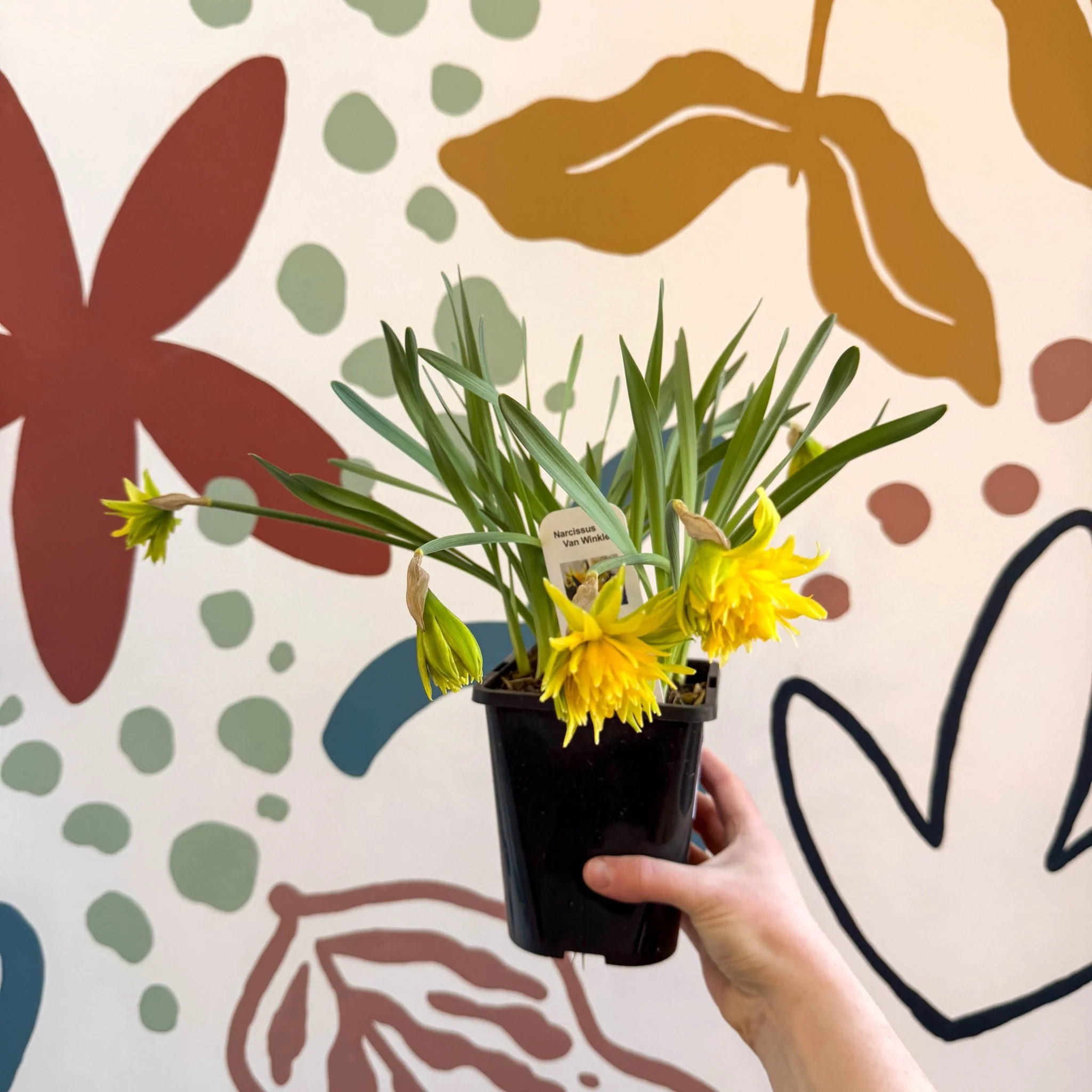 Narcissus ‘Rip Van Winkle’ - Potted Daffodils - Image 6