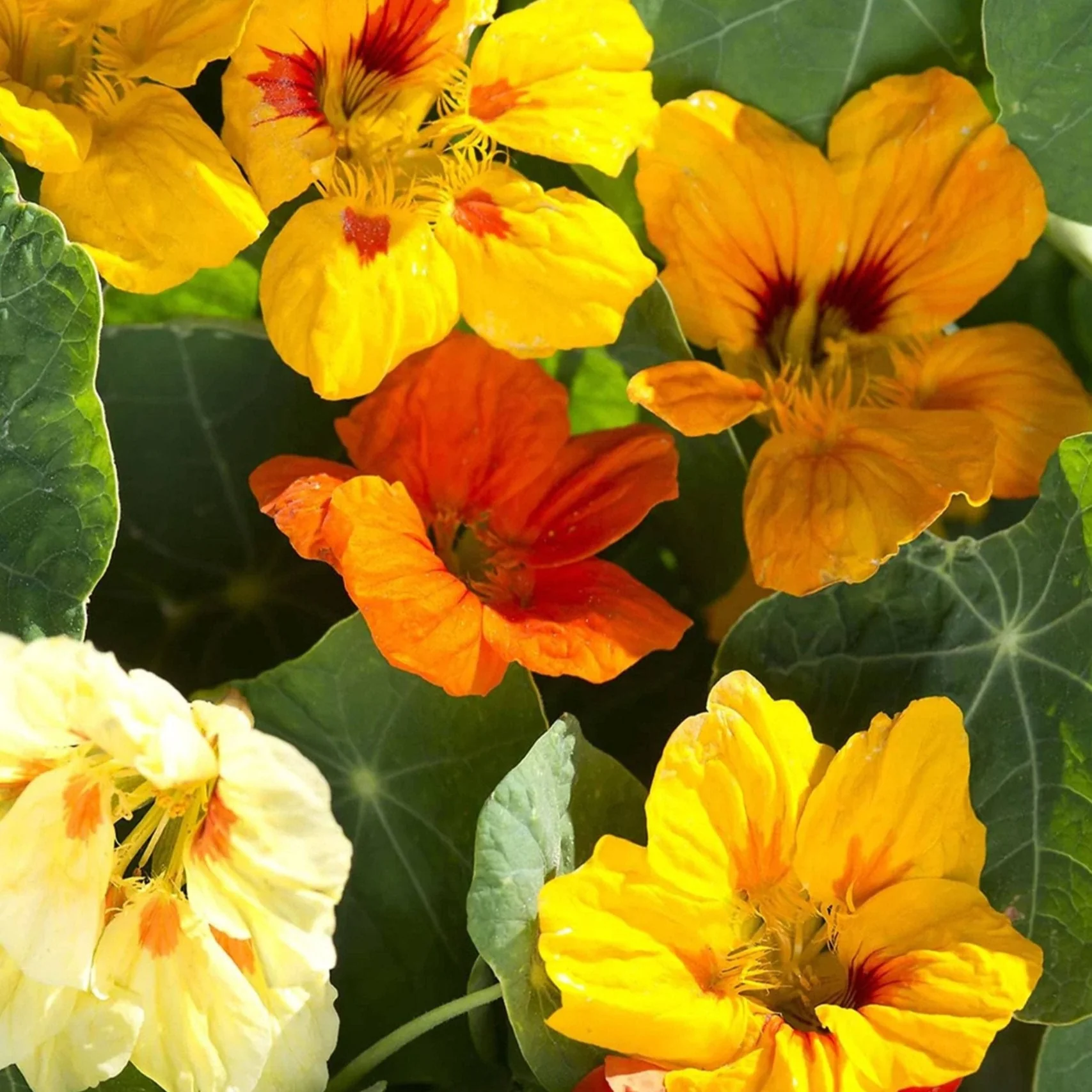 Nasturtium (Tropaeolum majus) ‘Gleam Fields’ Seeds