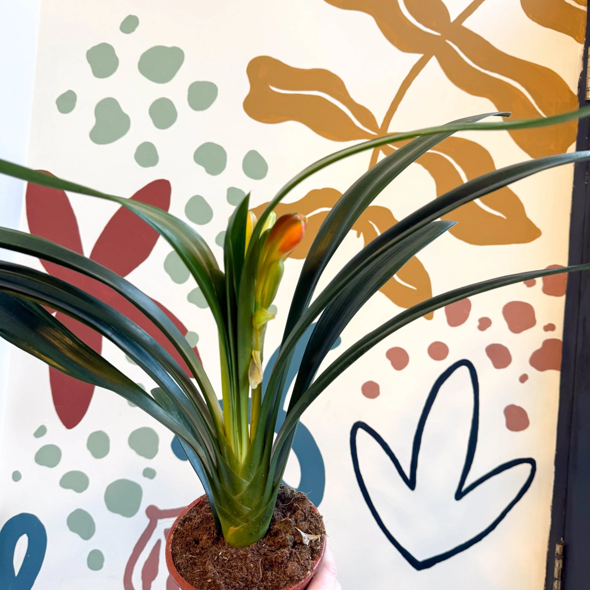 Clivia miniata - Bush Lily - Image 10