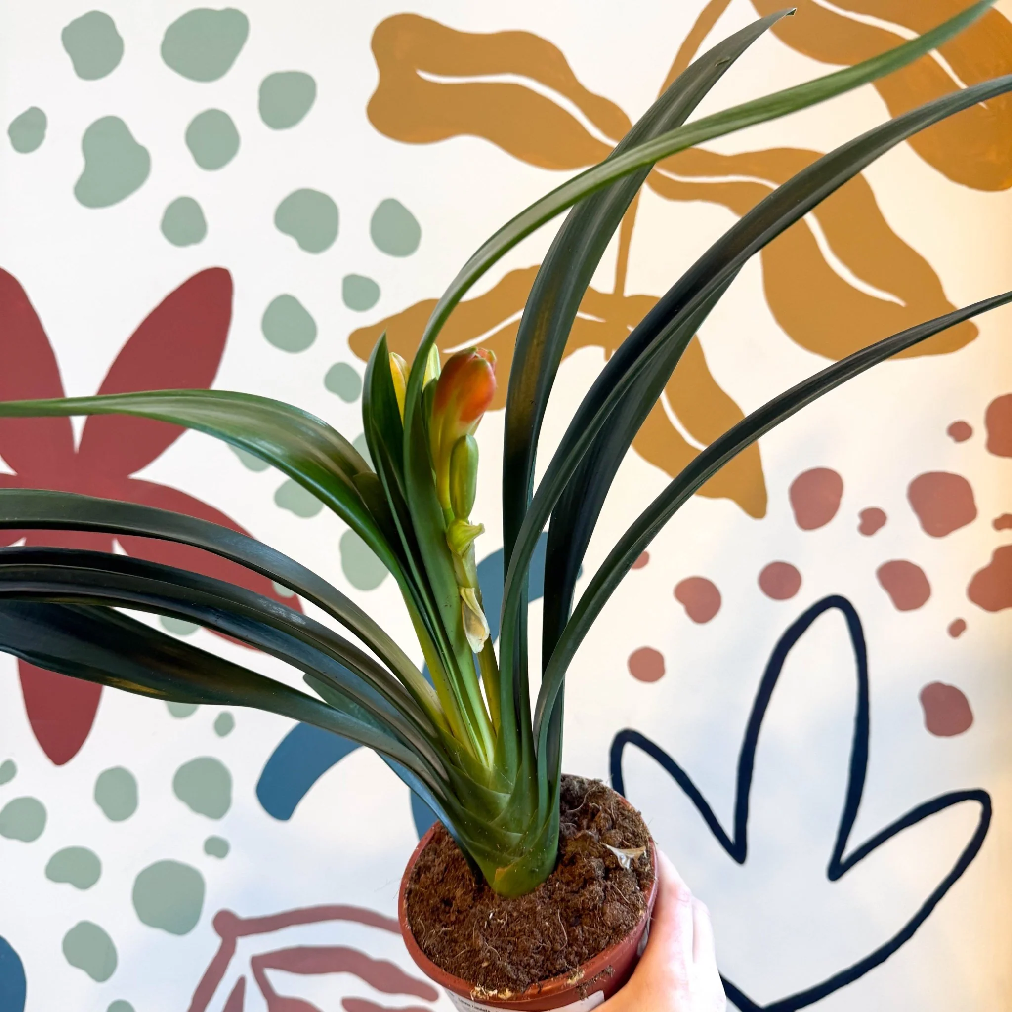 Clivia miniata - Bush Lily - Image 11