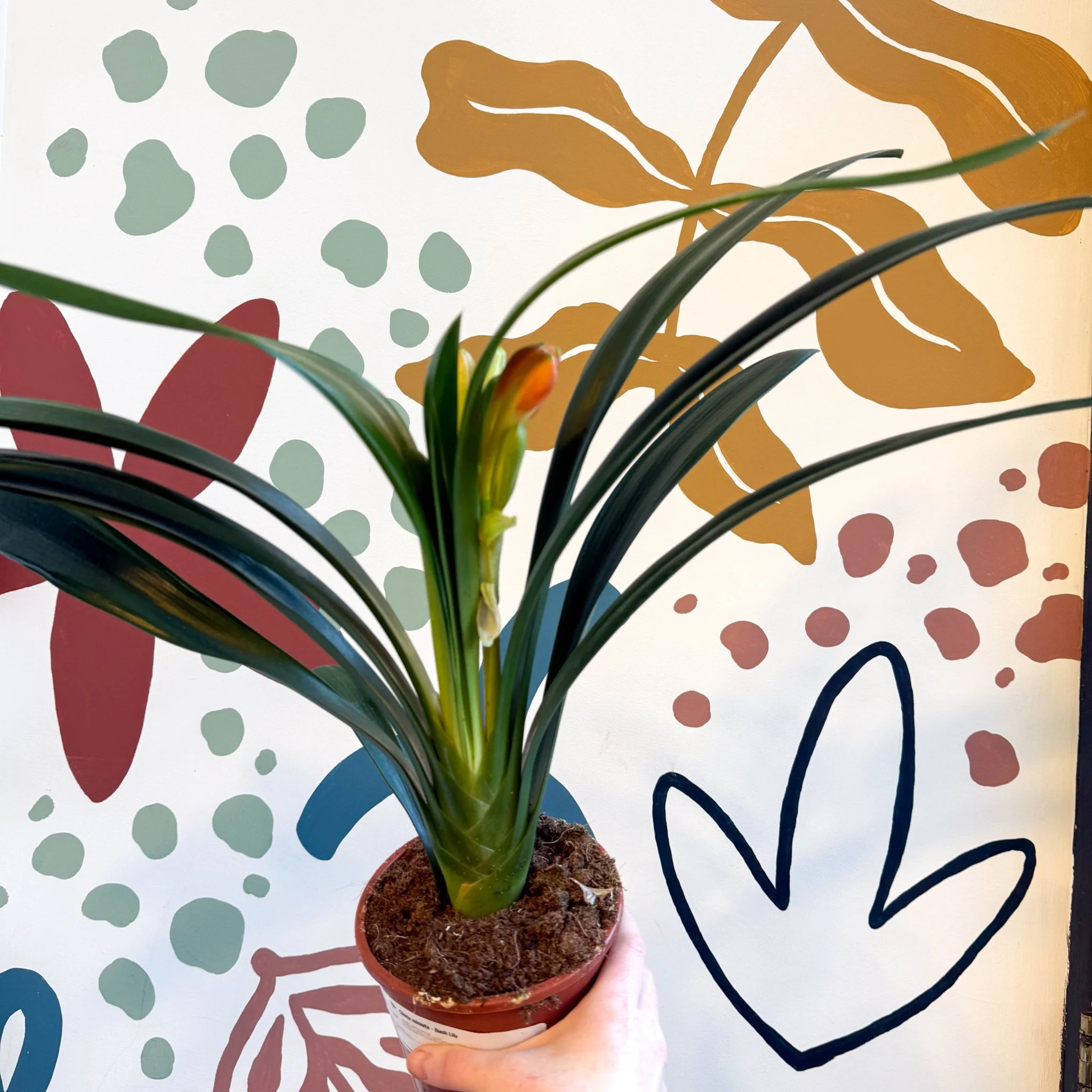 Clivia miniata - Bush Lily - Image 2