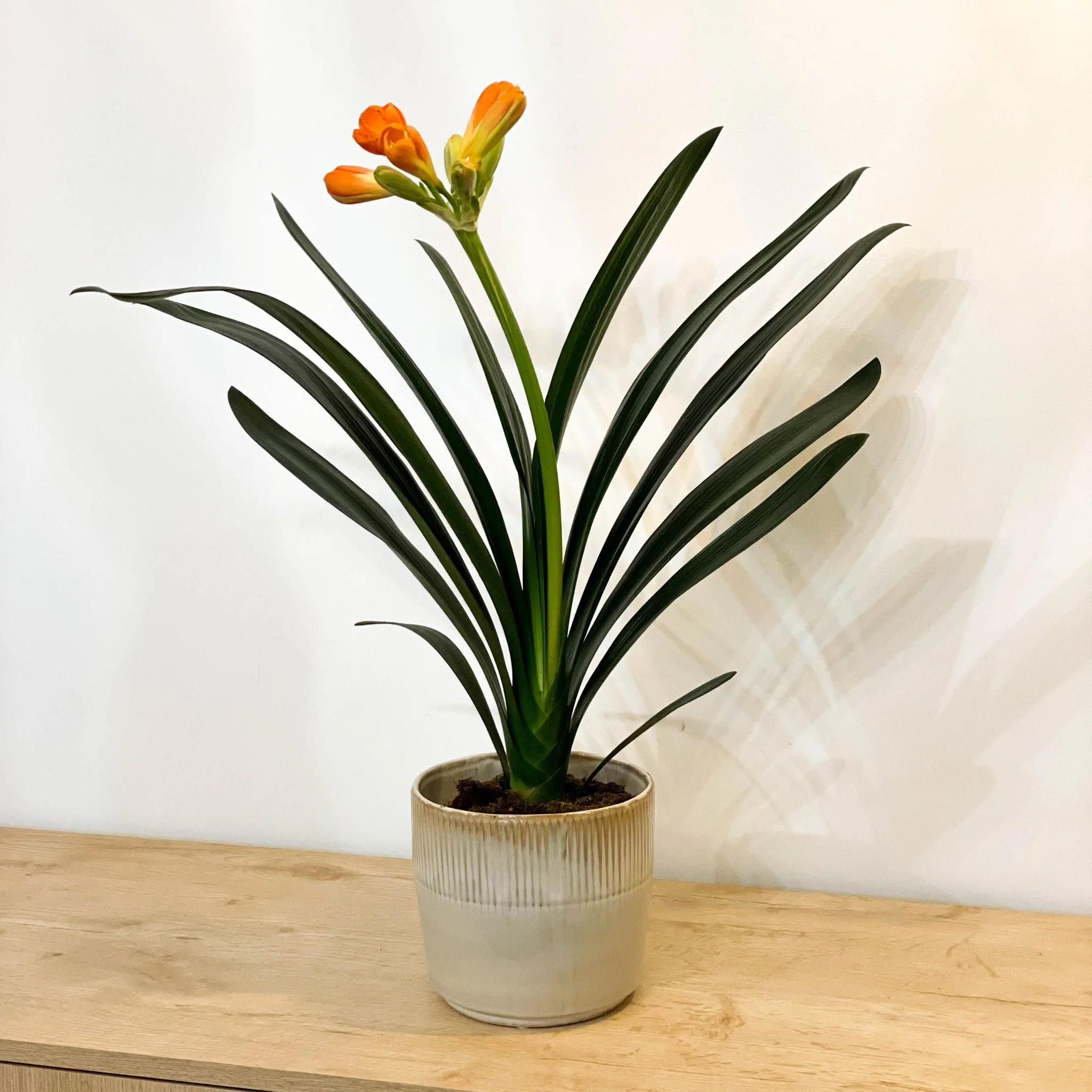 Clivia miniata - Bush Lily - Image 3