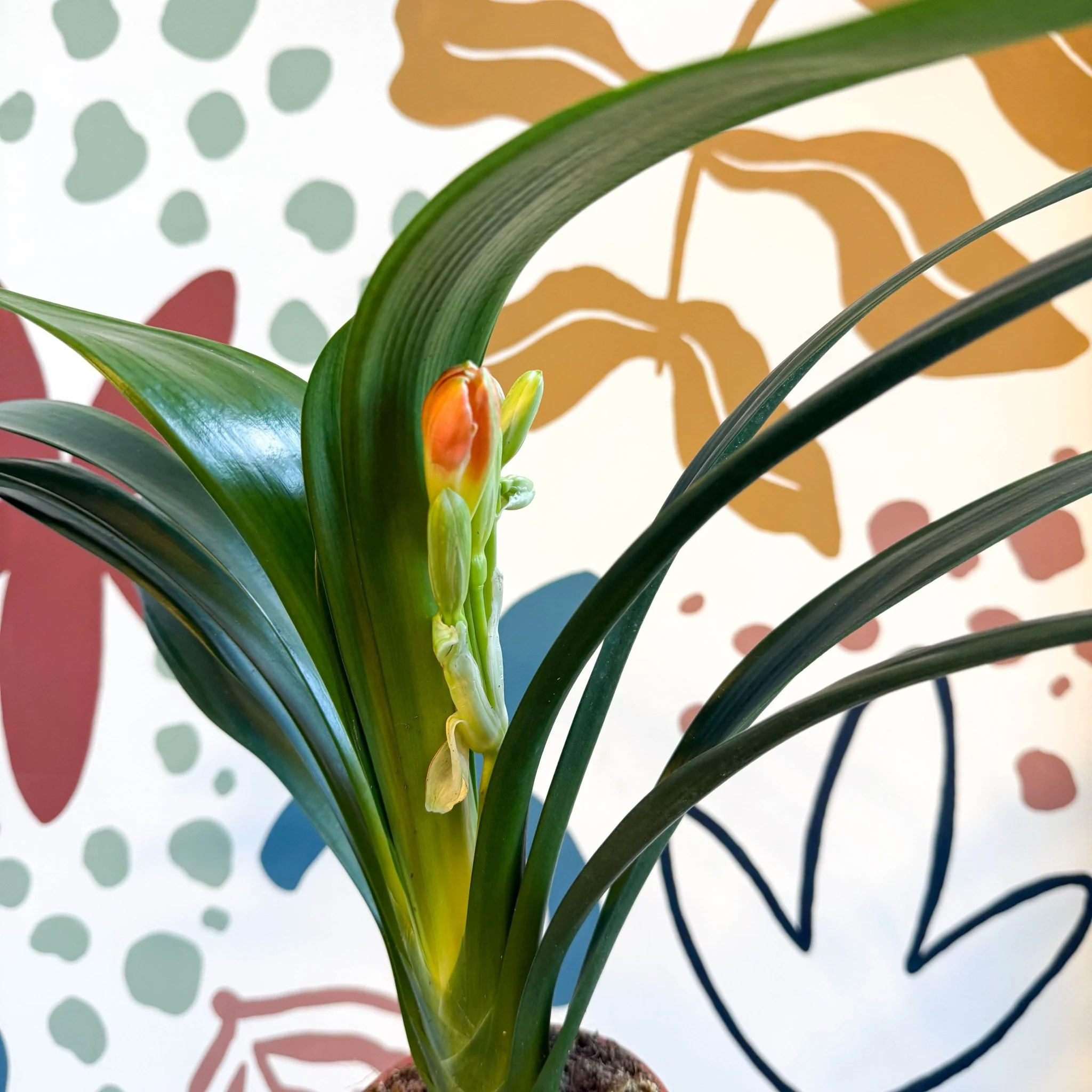 Clivia miniata - Bush Lily - Image 4