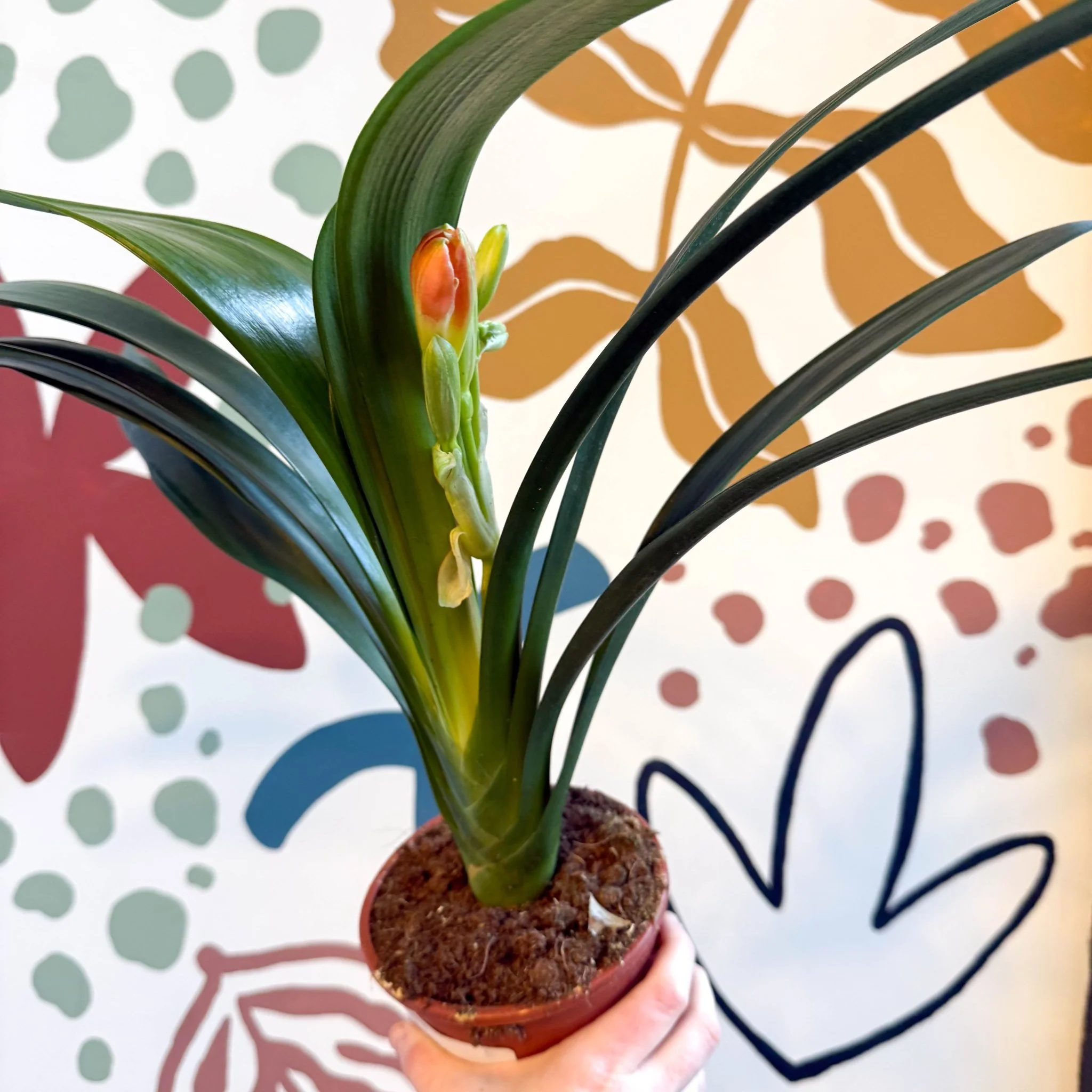Clivia miniata - Bush Lily - Image 5