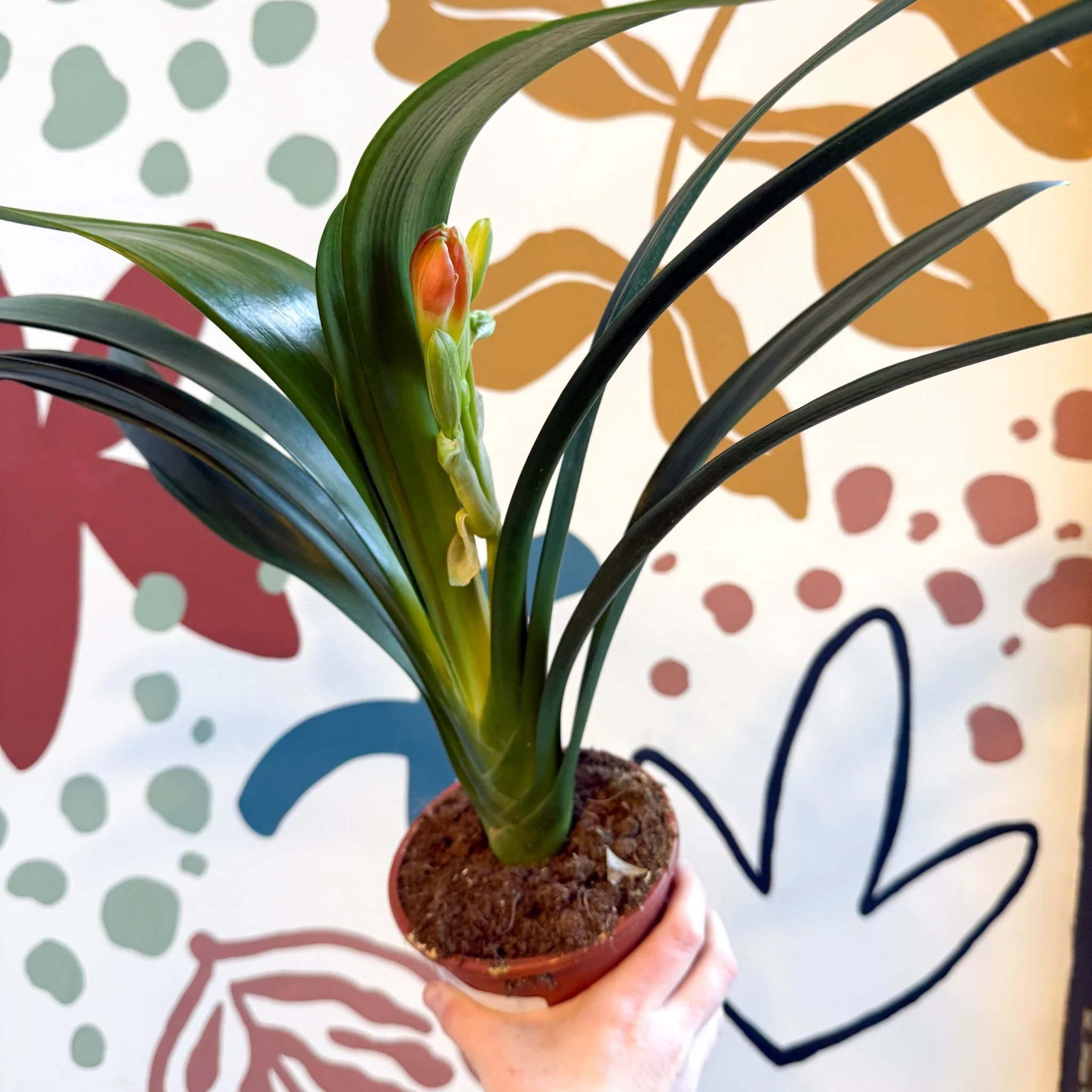 Clivia miniata - Bush Lily - Image 6