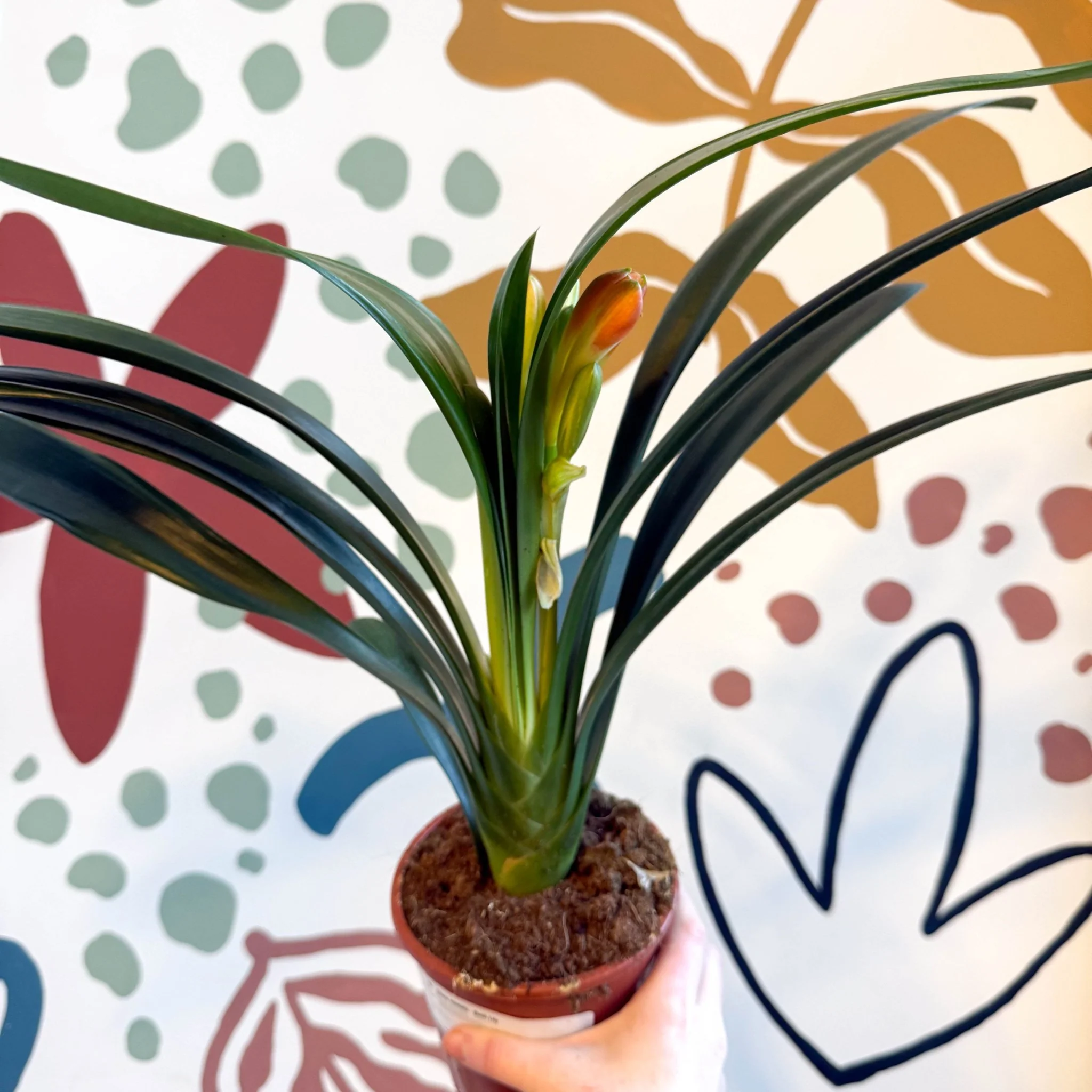 Clivia miniata - Bush Lily - Image 7