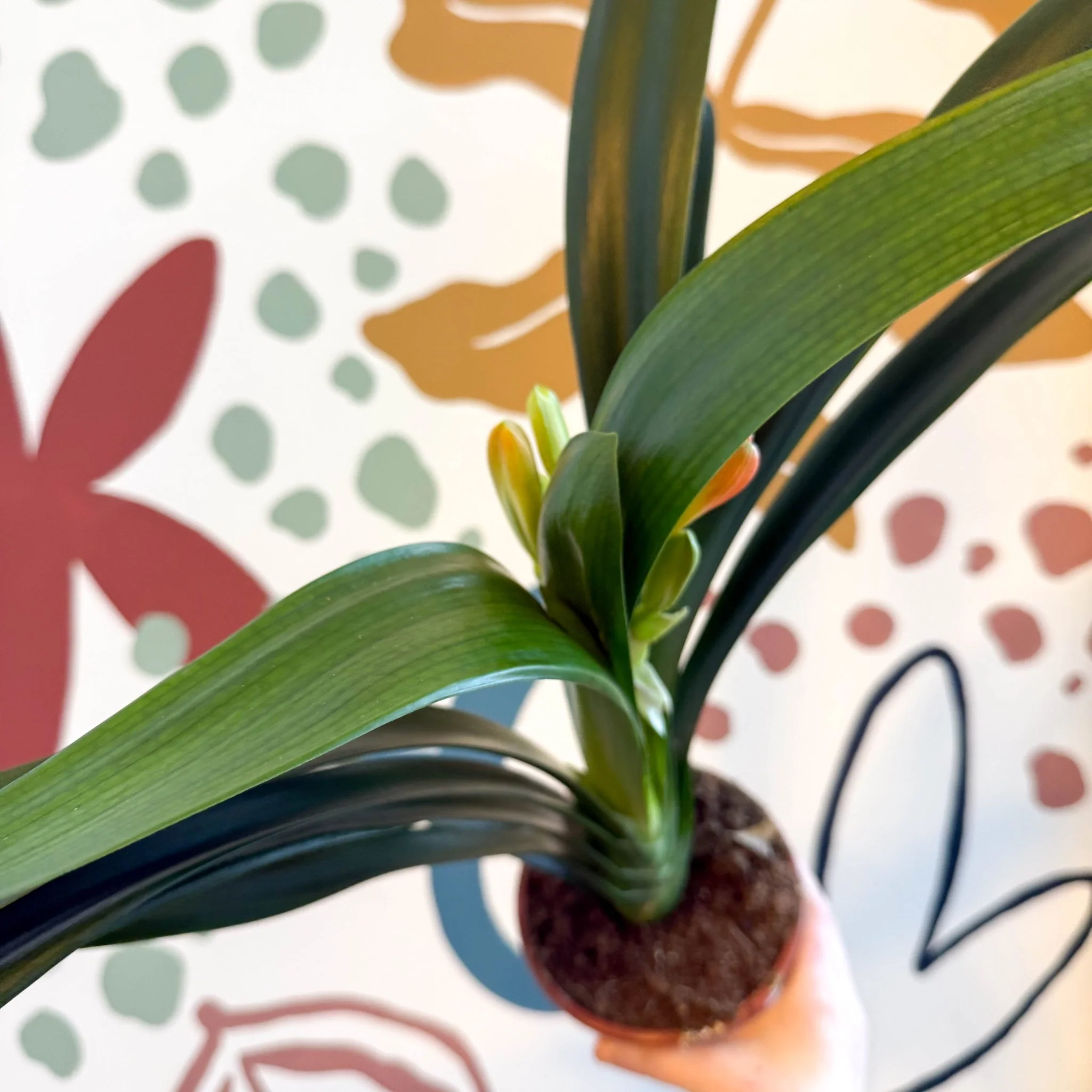 Clivia miniata - Bush Lily - Image 8