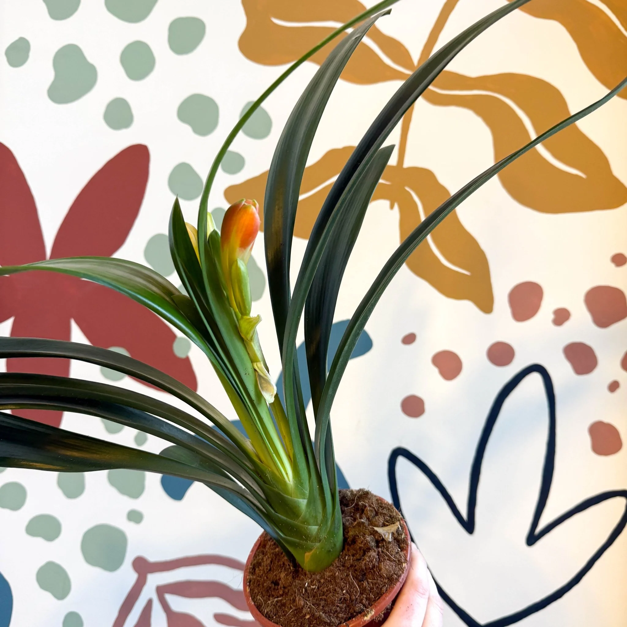 Clivia miniata - Bush Lily - Image 9
