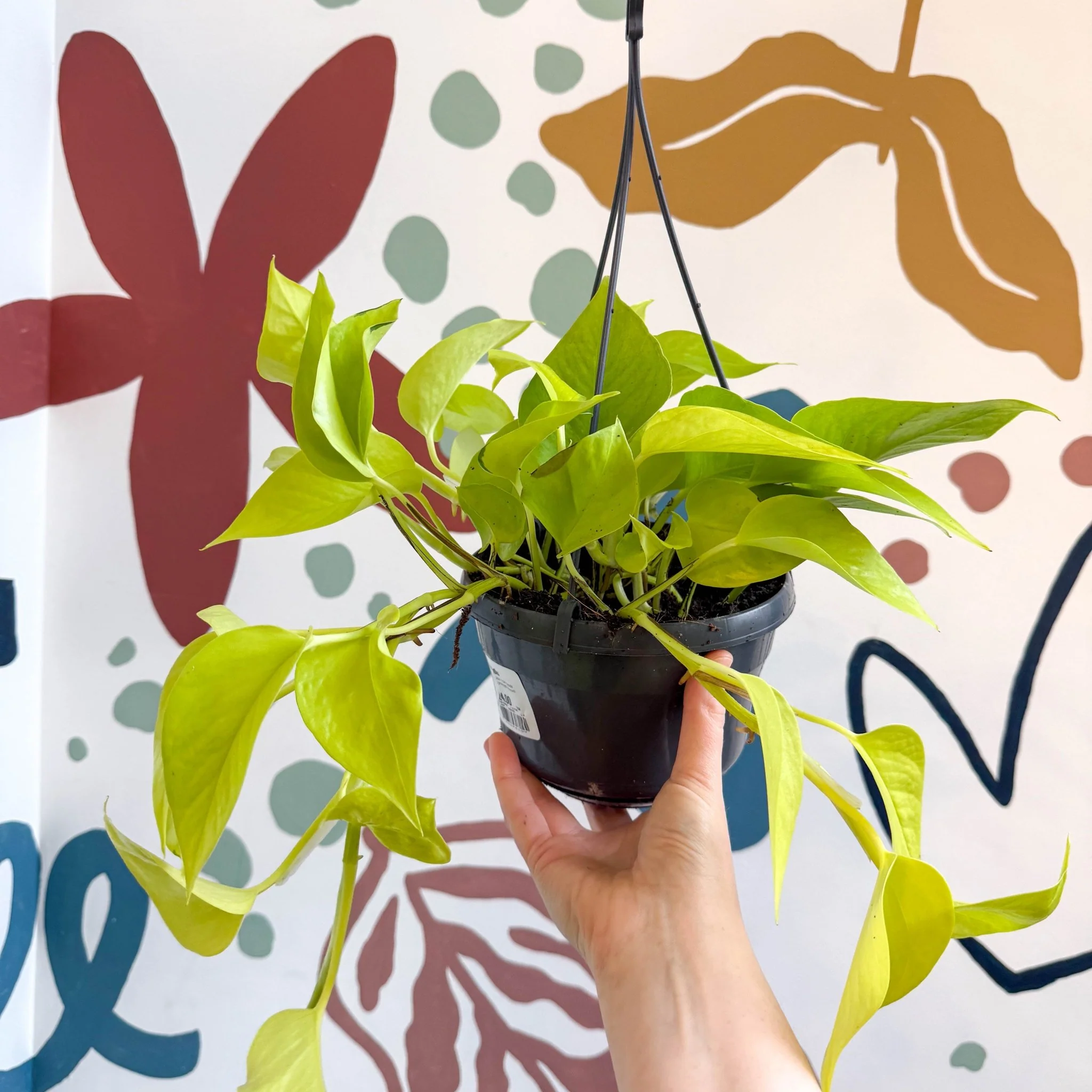 Epipremnum aureum 'Neon' - Neon Pothos - Image 10