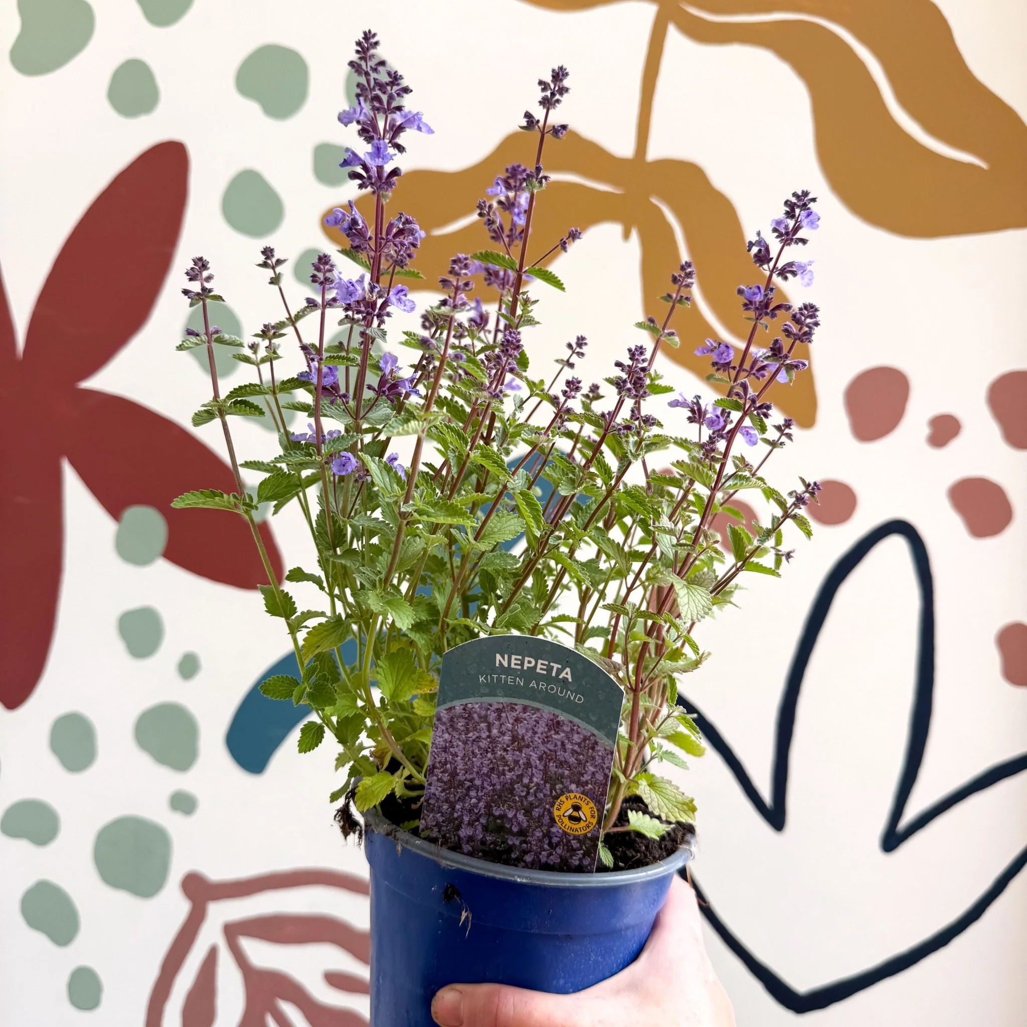 Nepeta × faassenii 'Kitten Around' - Cat Mint  - British Grown Perennial