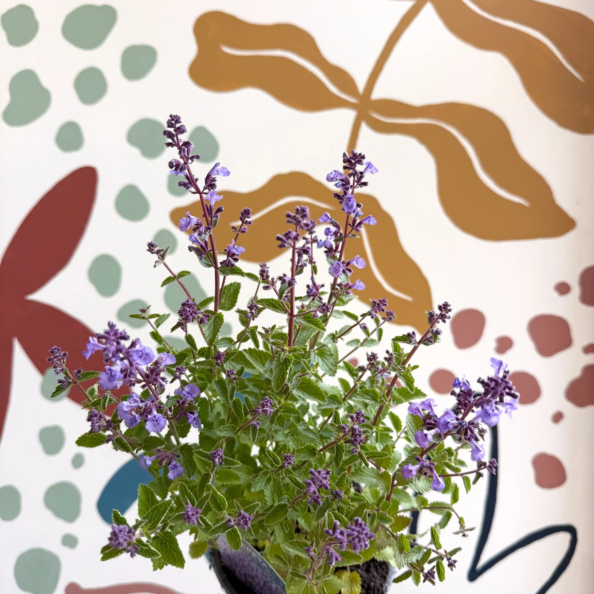 Nepeta × faassenii 'Kitten Around' - Cat Mint  - British Grown Perennial - Image 10