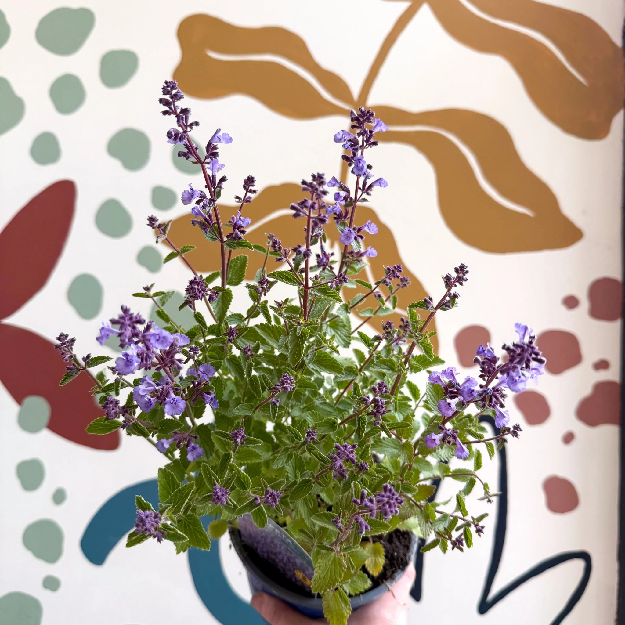 Nepeta × faassenii 'Kitten Around' - Cat Mint  - British Grown Perennial - Image 11
