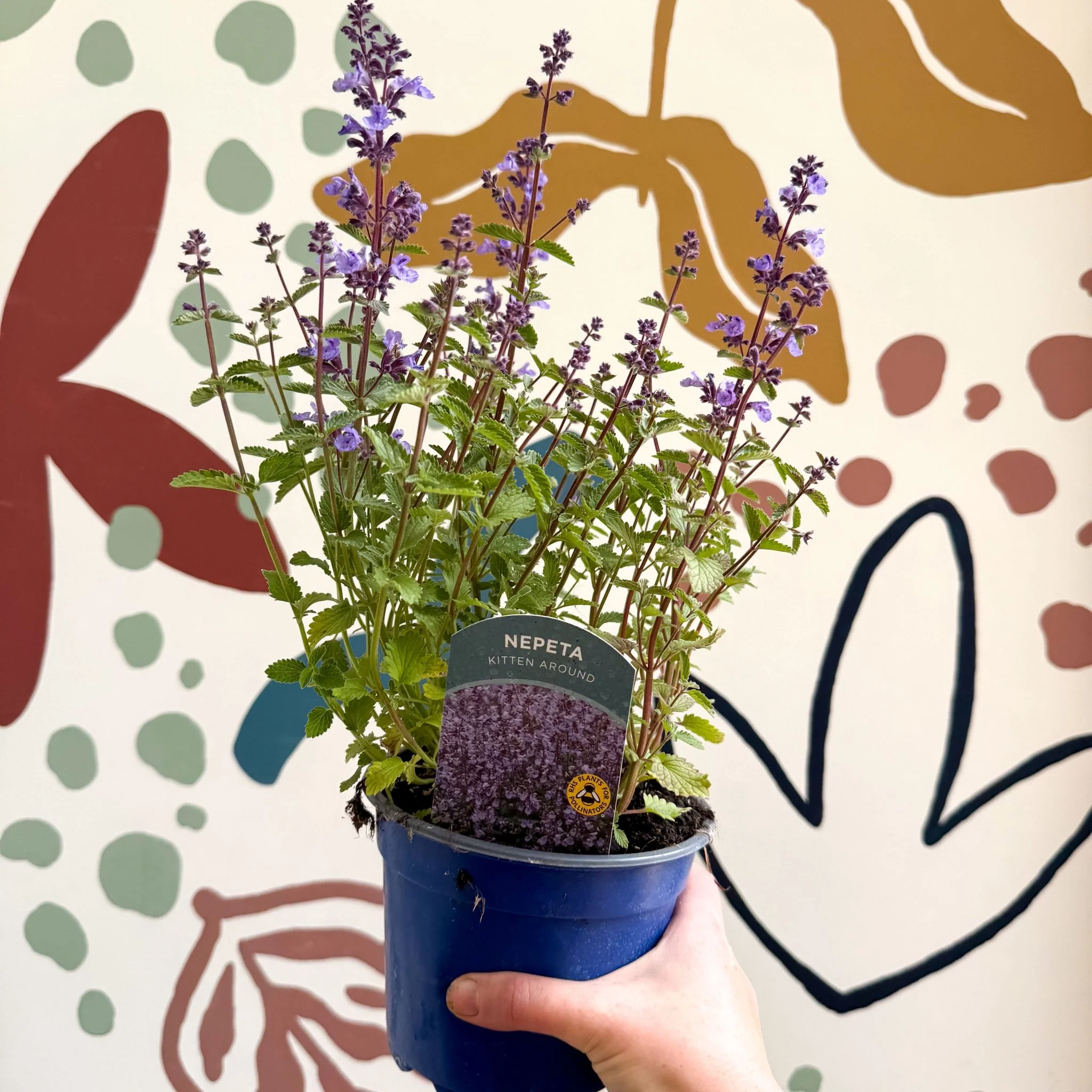 Nepeta × faassenii 'Kitten Around' - Cat Mint  - British Grown Perennial - Image 12