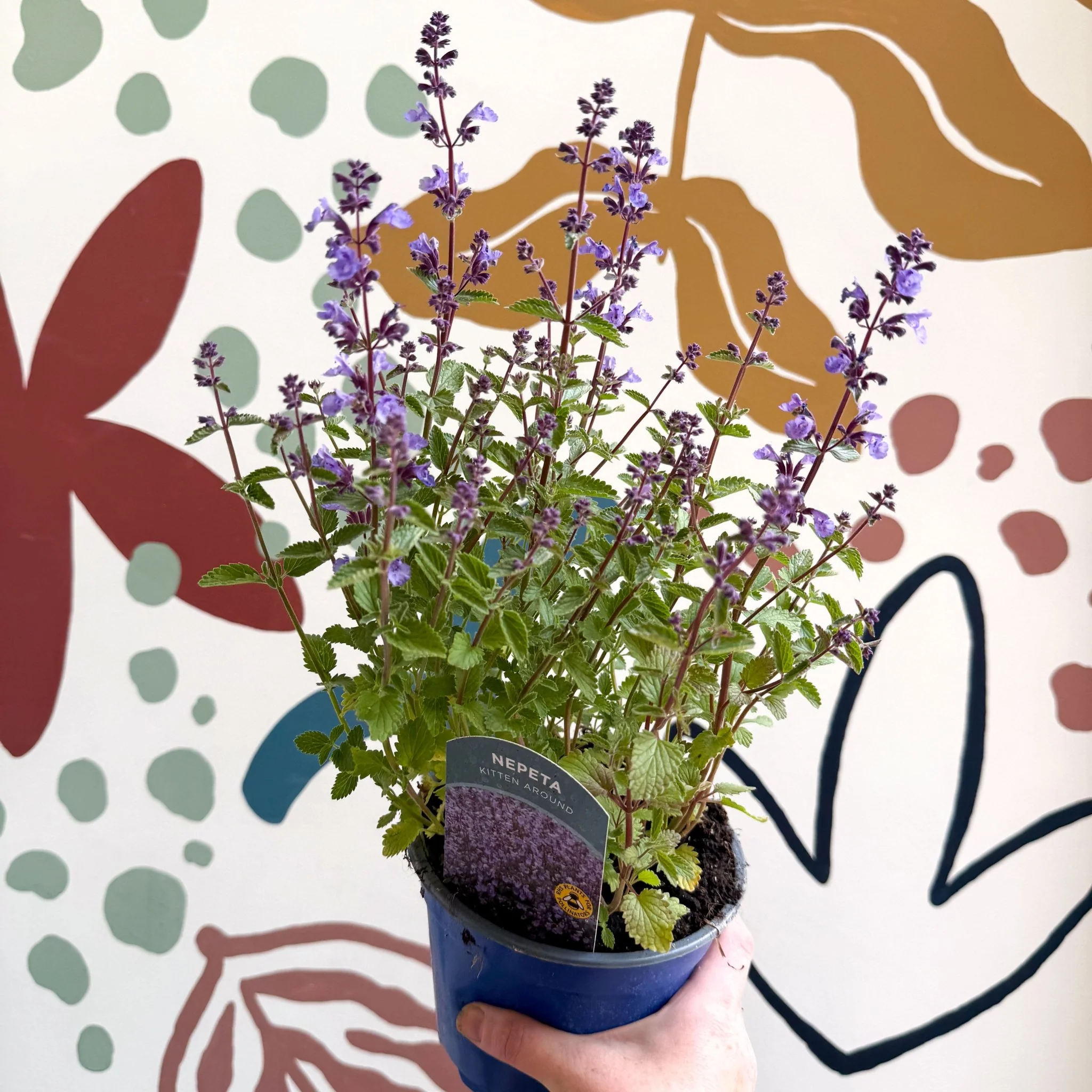 Nepeta × faassenii 'Kitten Around' - Cat Mint  - British Grown Perennial - Image 2
