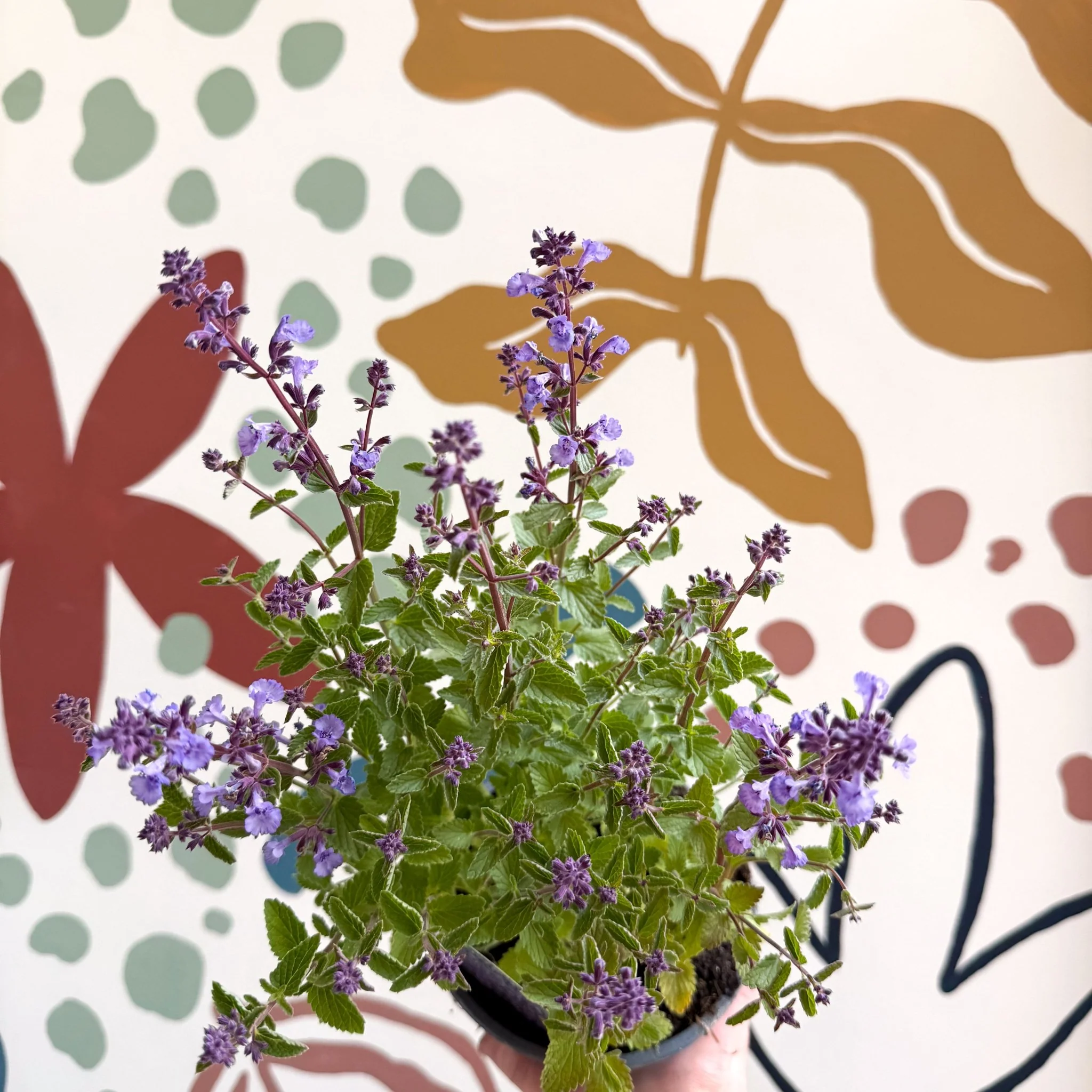 Nepeta × faassenii 'Kitten Around' - Cat Mint  - British Grown Perennial - Image 4