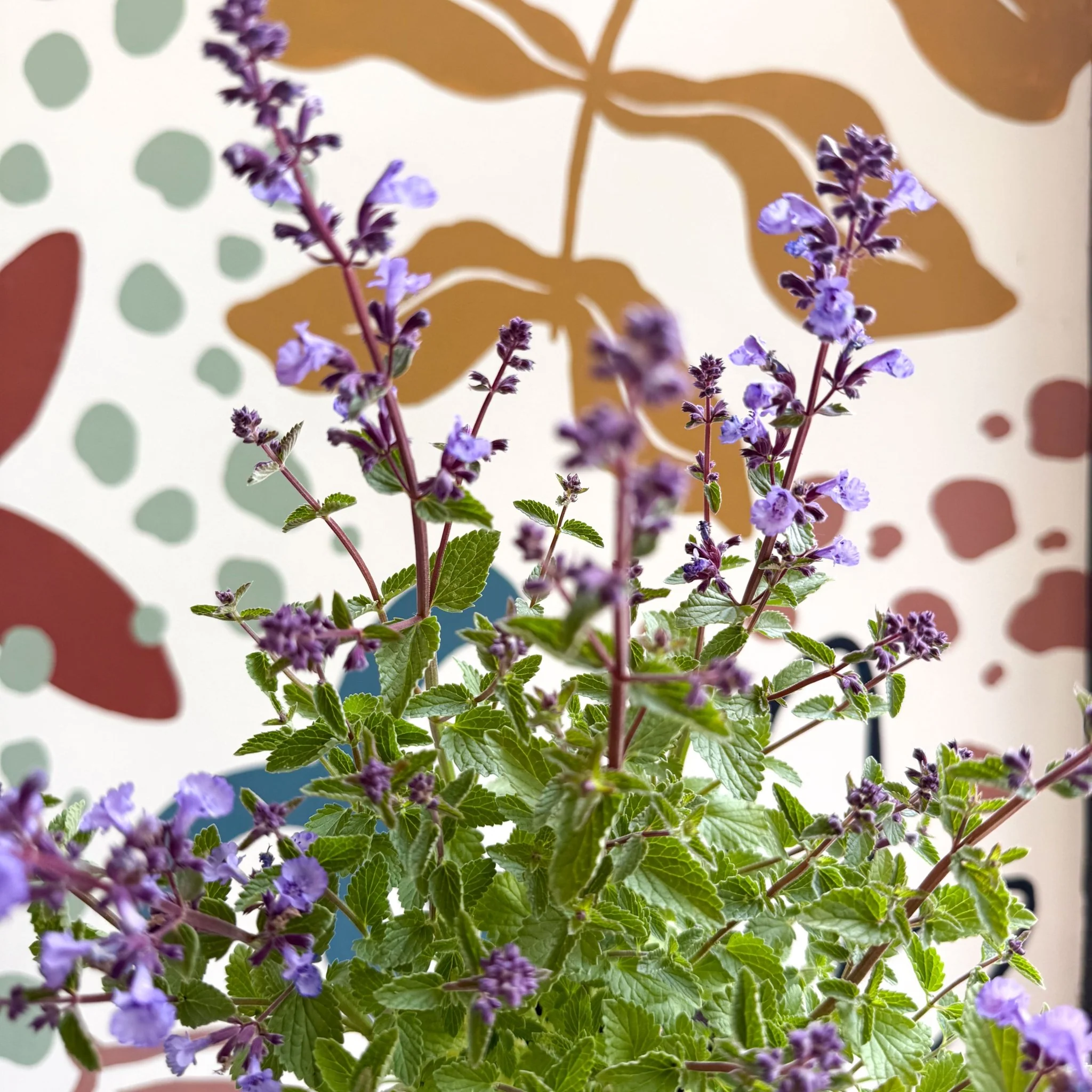 Nepeta × faassenii 'Kitten Around' - Cat Mint  - British Grown Perennial - Image 5