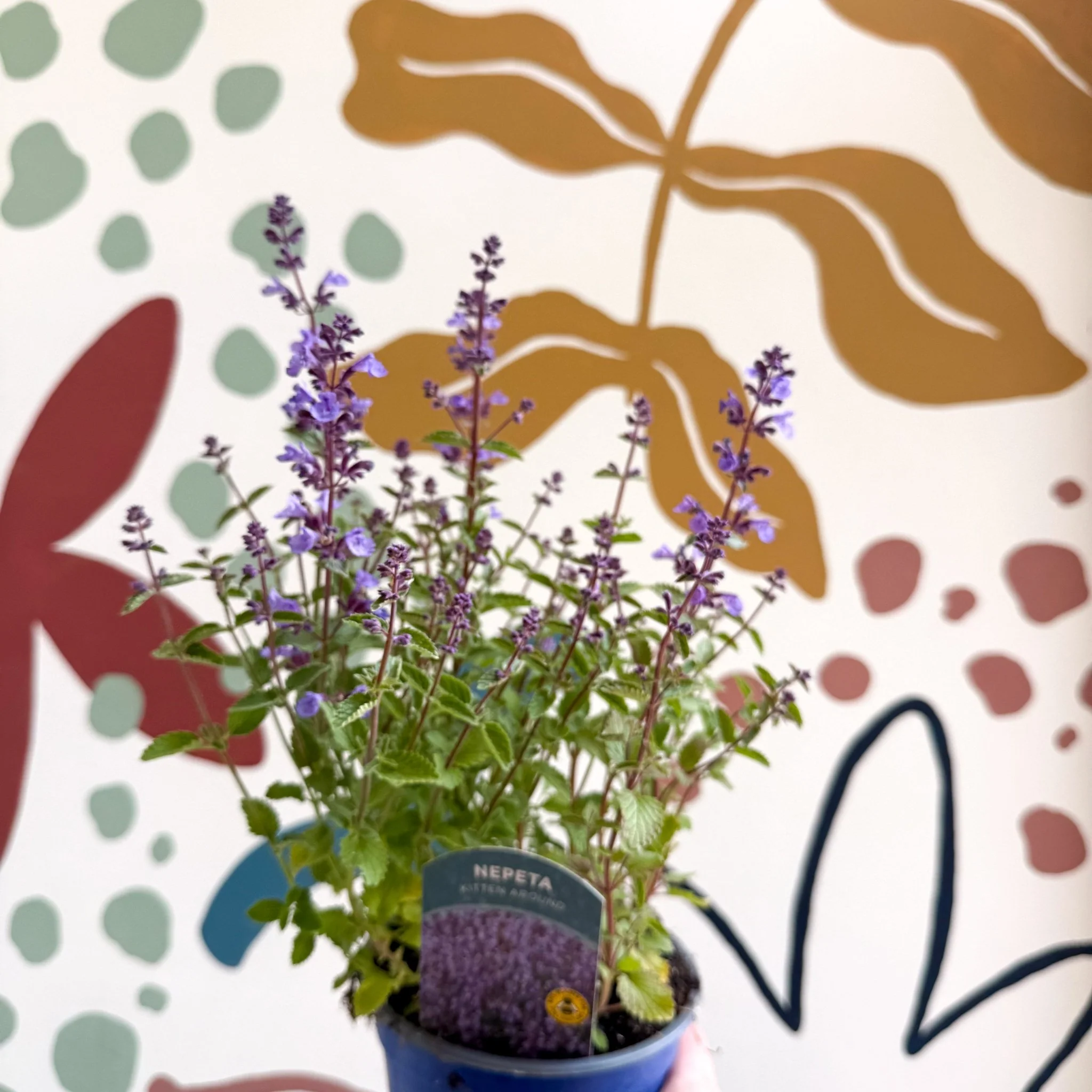 Nepeta × faassenii 'Kitten Around' - Cat Mint  - British Grown Perennial - Image 6