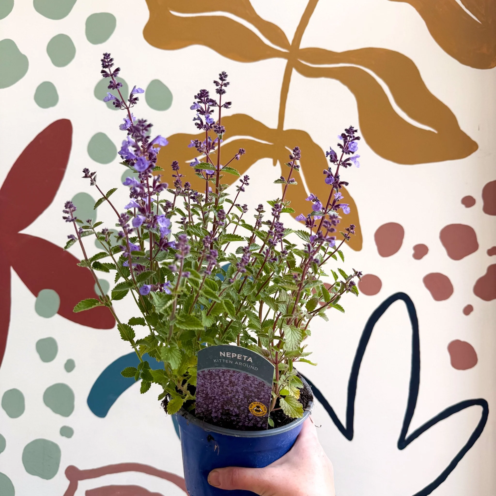 Nepeta × faassenii 'Kitten Around' - Cat Mint  - British Grown Perennial - Image 8