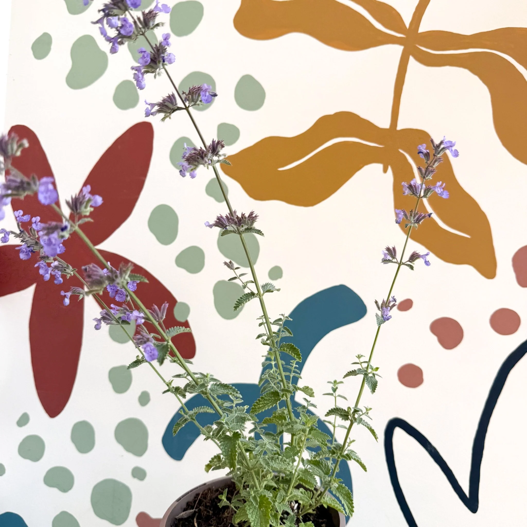 Nepeta 'Six Hills Giant' - Cat Mint - Cotswold Grown Perennial - Image 9