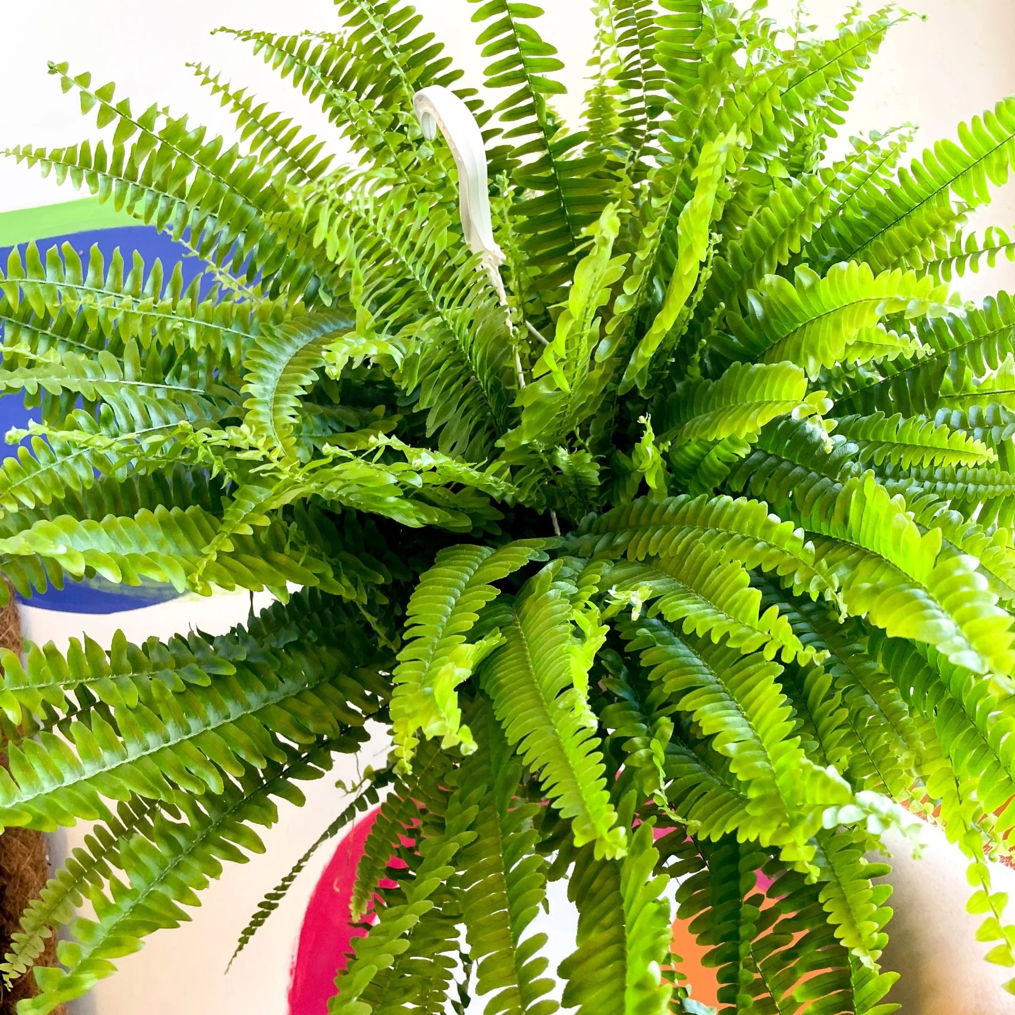 Nephrolepis exaltata 'Sonata' - Boston Fern