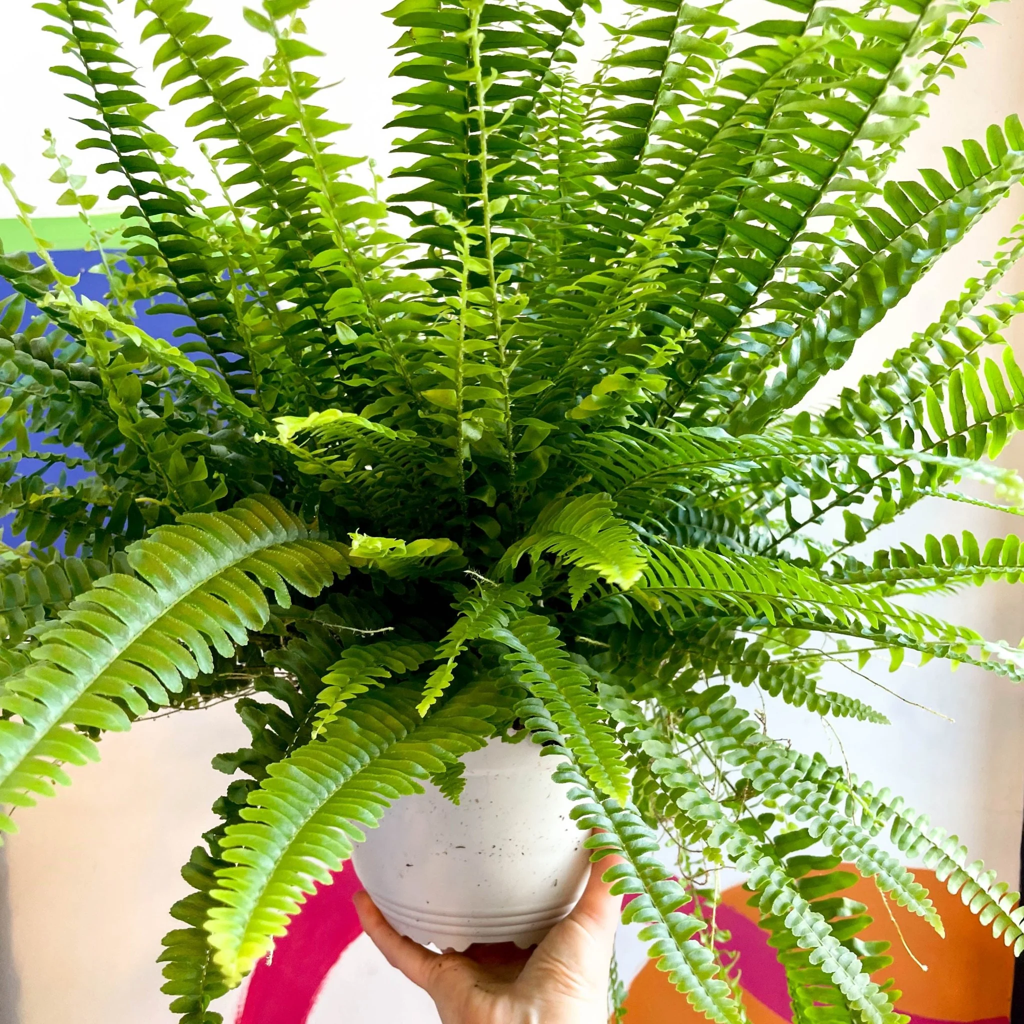 Nephrolepis exaltata 'Sonata' - Boston Fern - Image 2