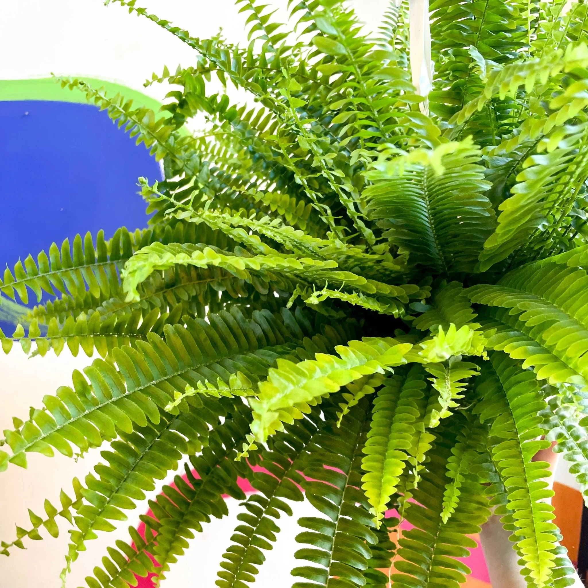 Nephrolepis exaltata 'Sonata' - Boston Fern - Image 3