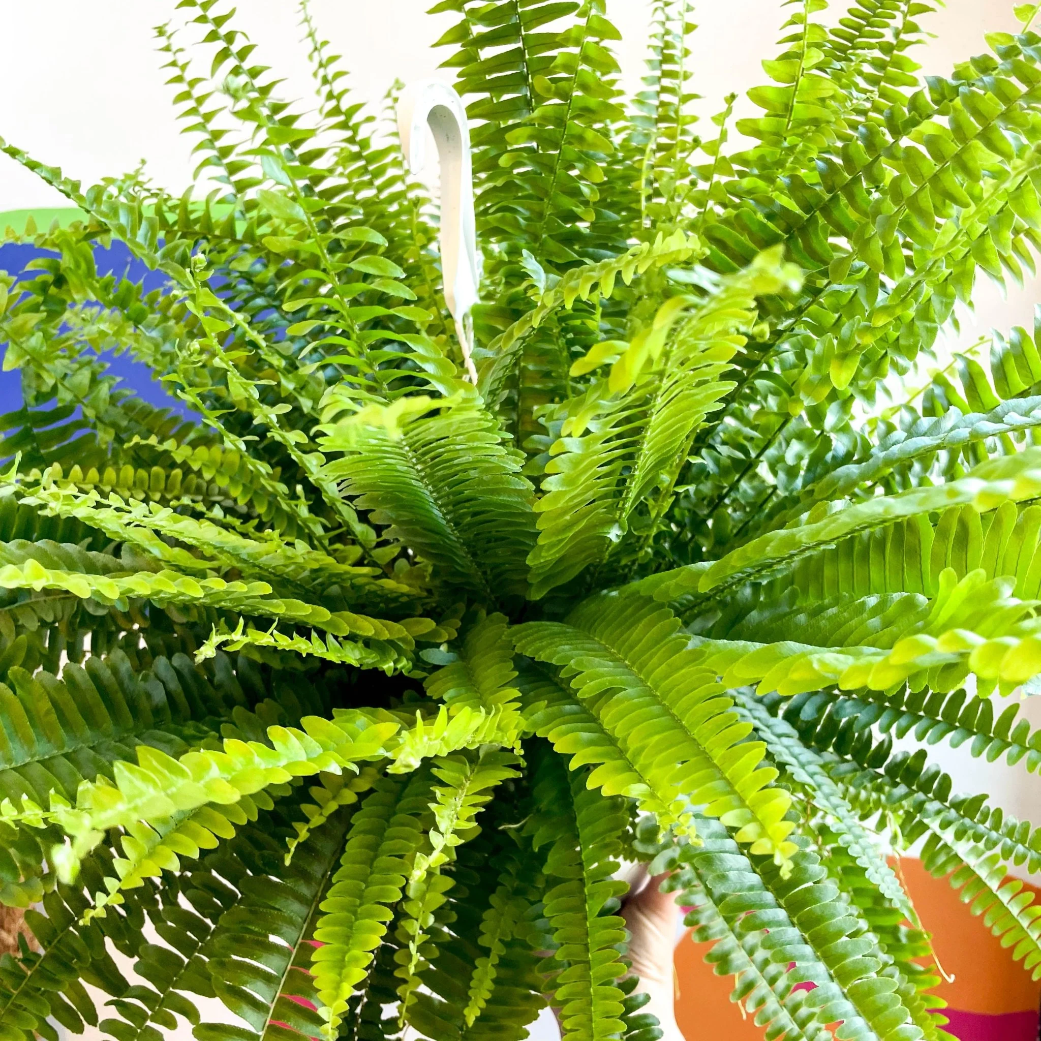 Nephrolepis exaltata 'Sonata' - Boston Fern - Image 4