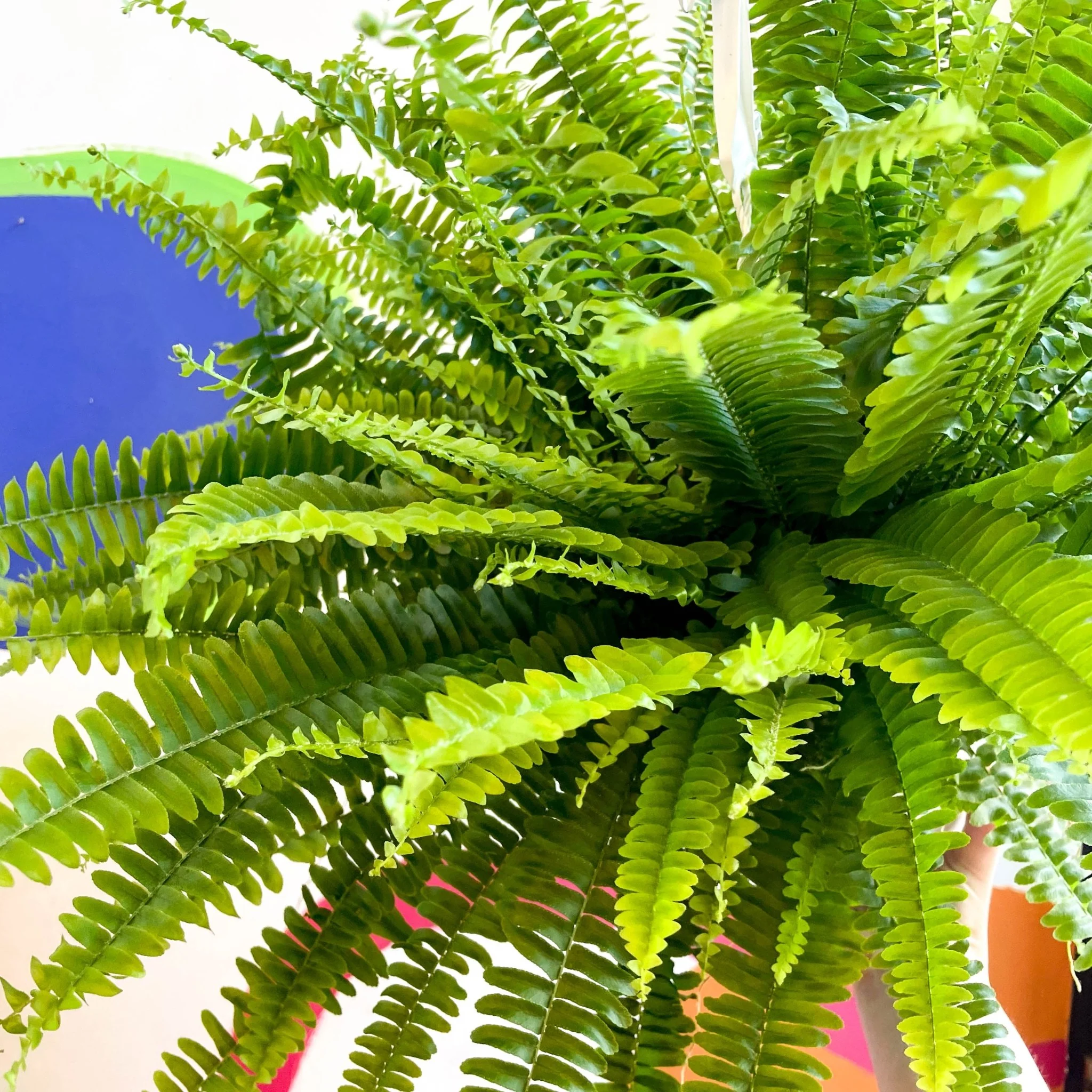 Nephrolepis exaltata 'Sonata' - Boston Fern - Image 5