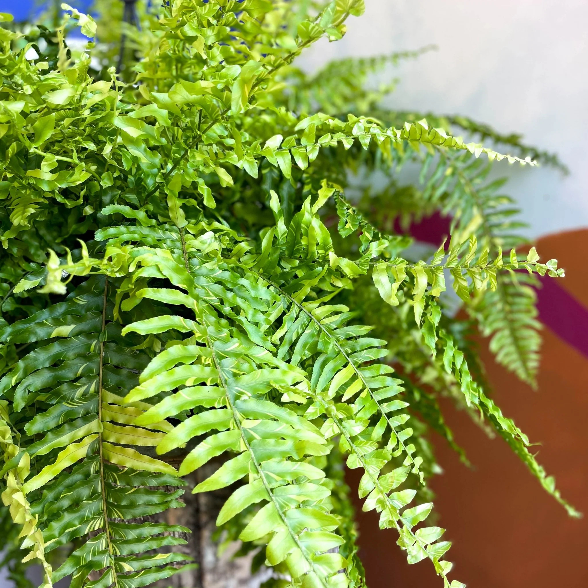 Nephrolepis exaltata 'Tiger' - Variegated Boston Fern - Image 10