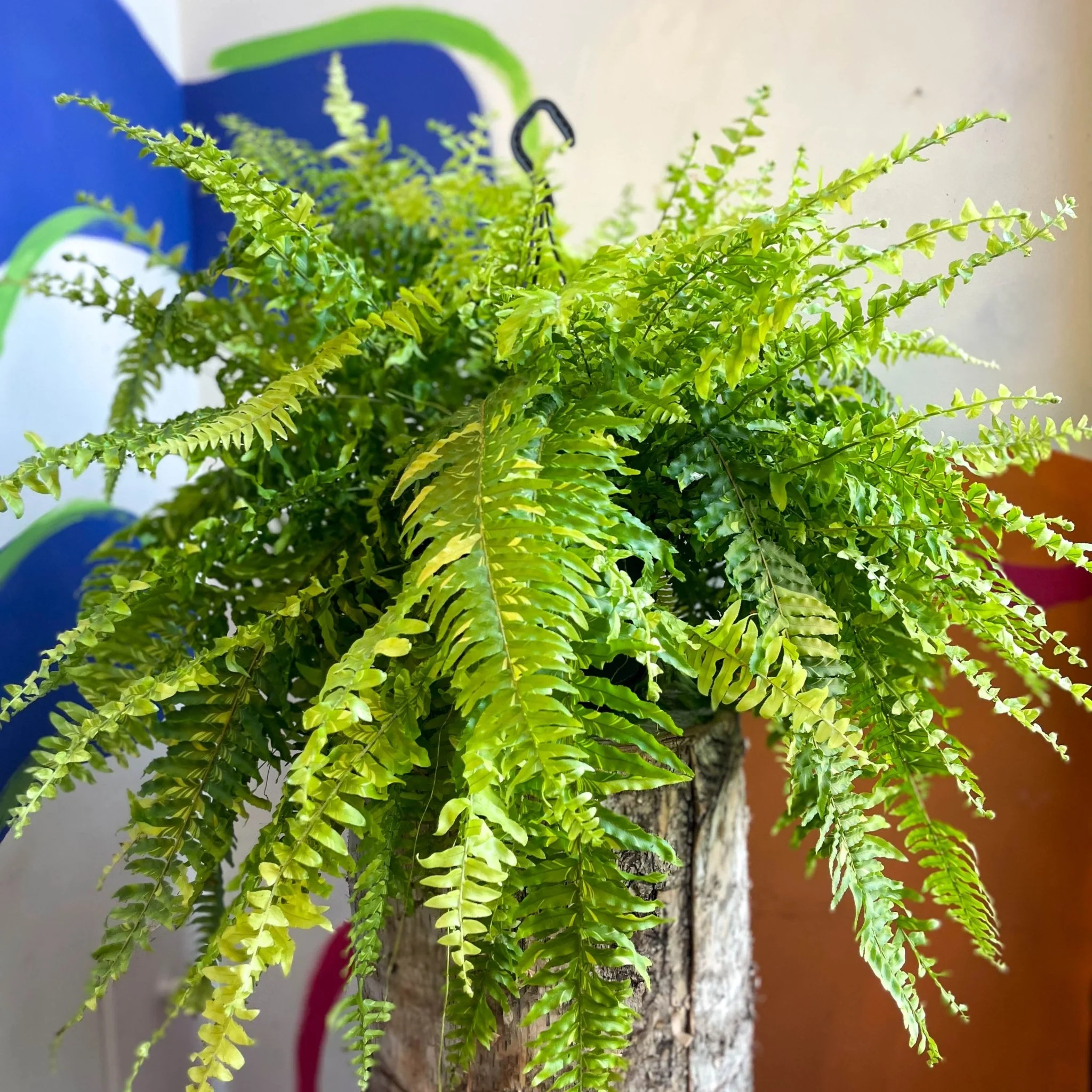 Nephrolepis exaltata 'Tiger' - Variegated Boston Fern - Image 11