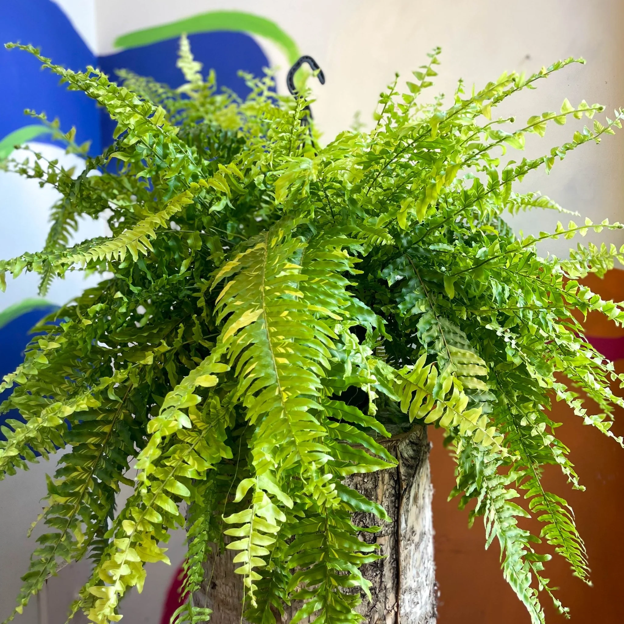 Nephrolepis exaltata 'Tiger' - Variegated Boston Fern - Image 12