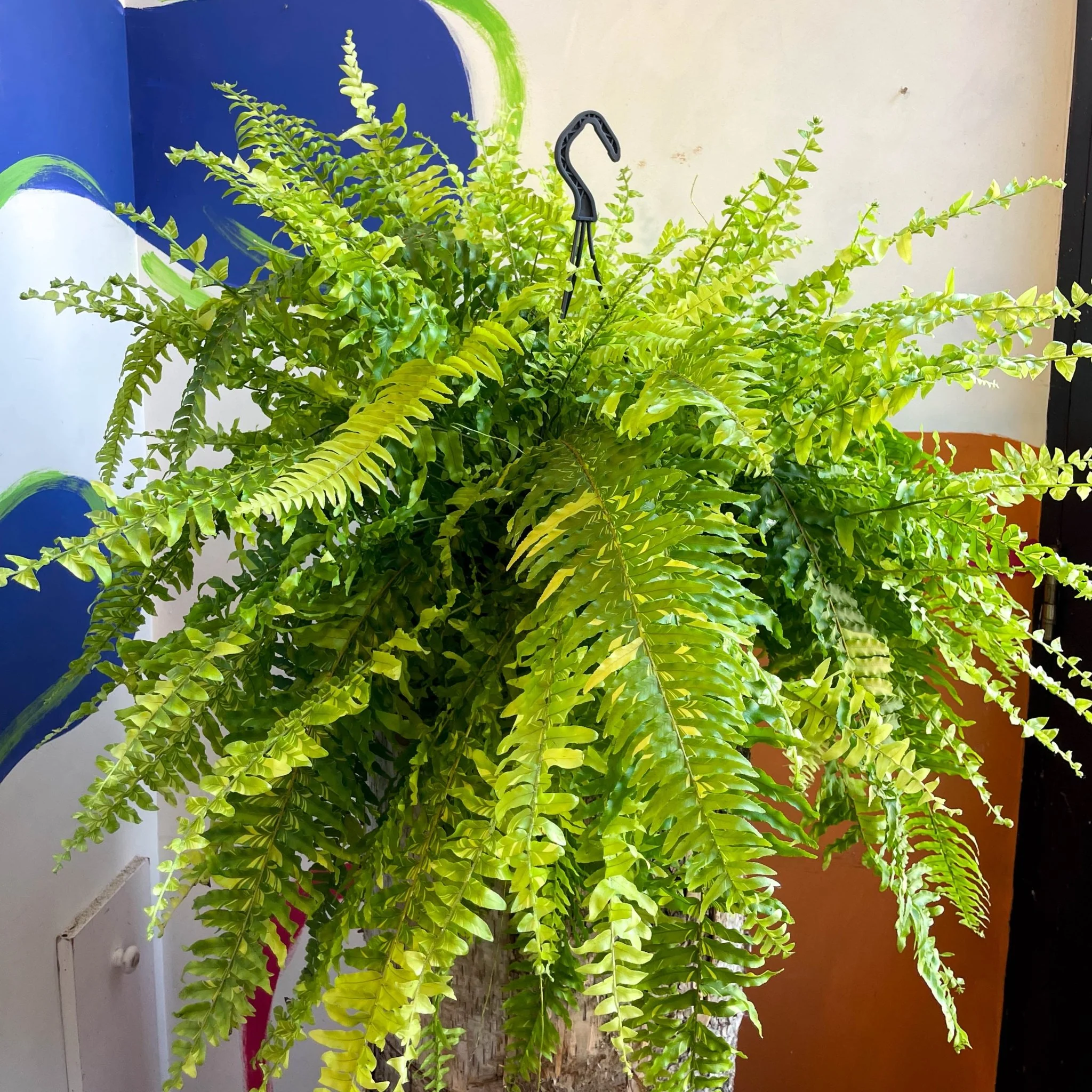 Nephrolepis exaltata 'Tiger' - Variegated Boston Fern - Image 13